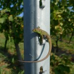 Le respect de la nature n'est pas un vain mot, nous vous présentons notre ami le lézard vert.