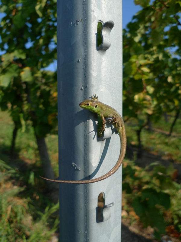 Le respect de la nature n'est pas un vain mot, nous vous présentons notre ami le lézard vert.