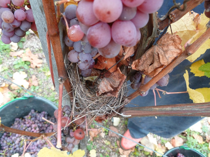 Les oiseaux choisissent nos vignes !