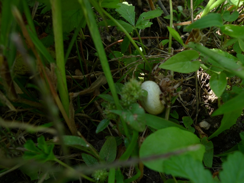 Les plantes qui font la bonne terre bio