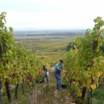 C’est la fin des vendanges