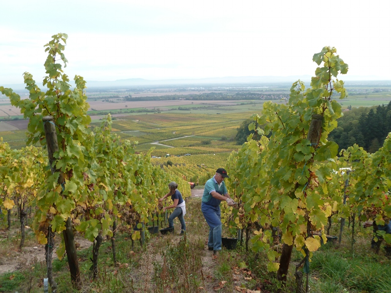 Vendanges