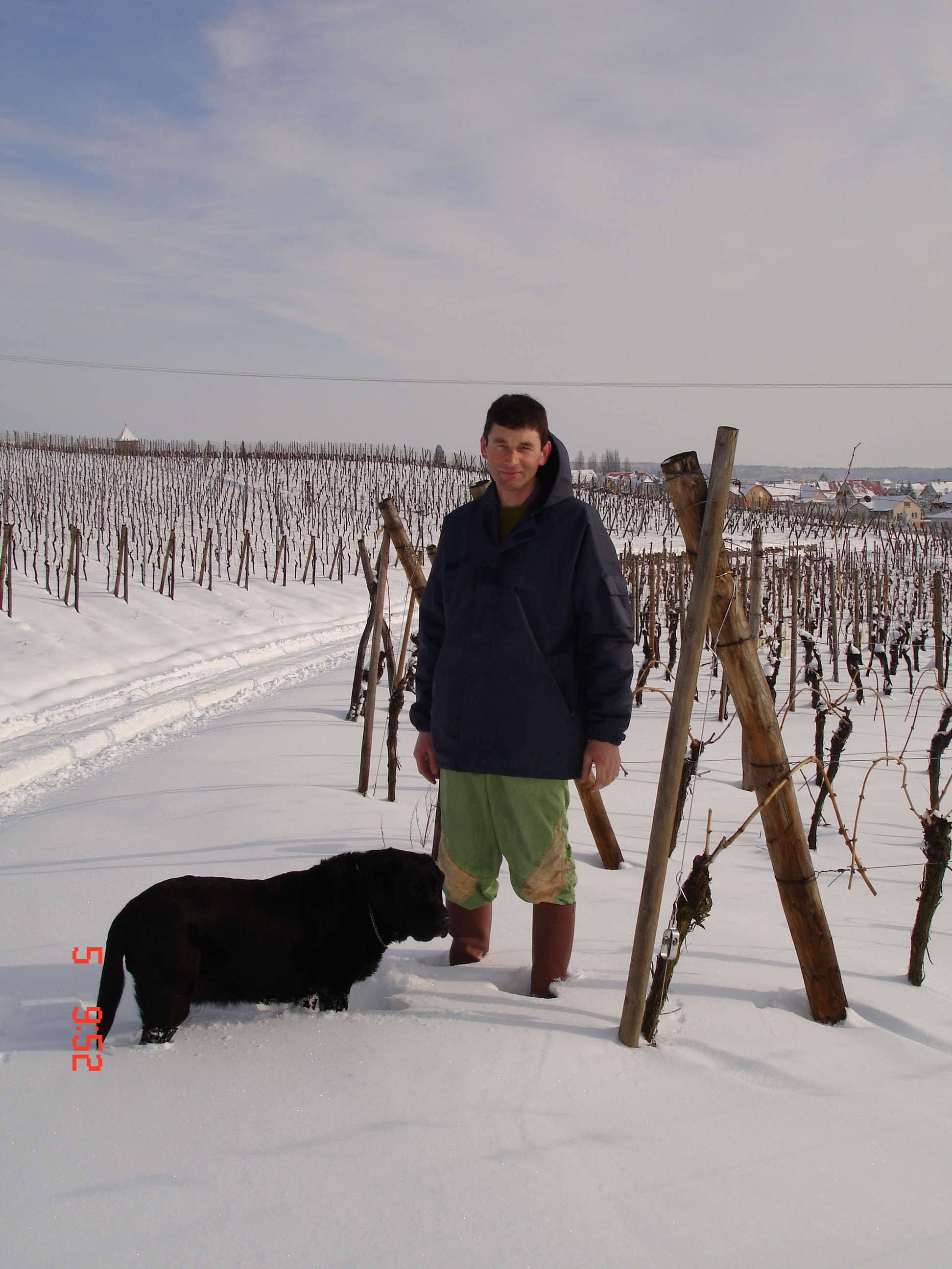 Les vignes sous la neige