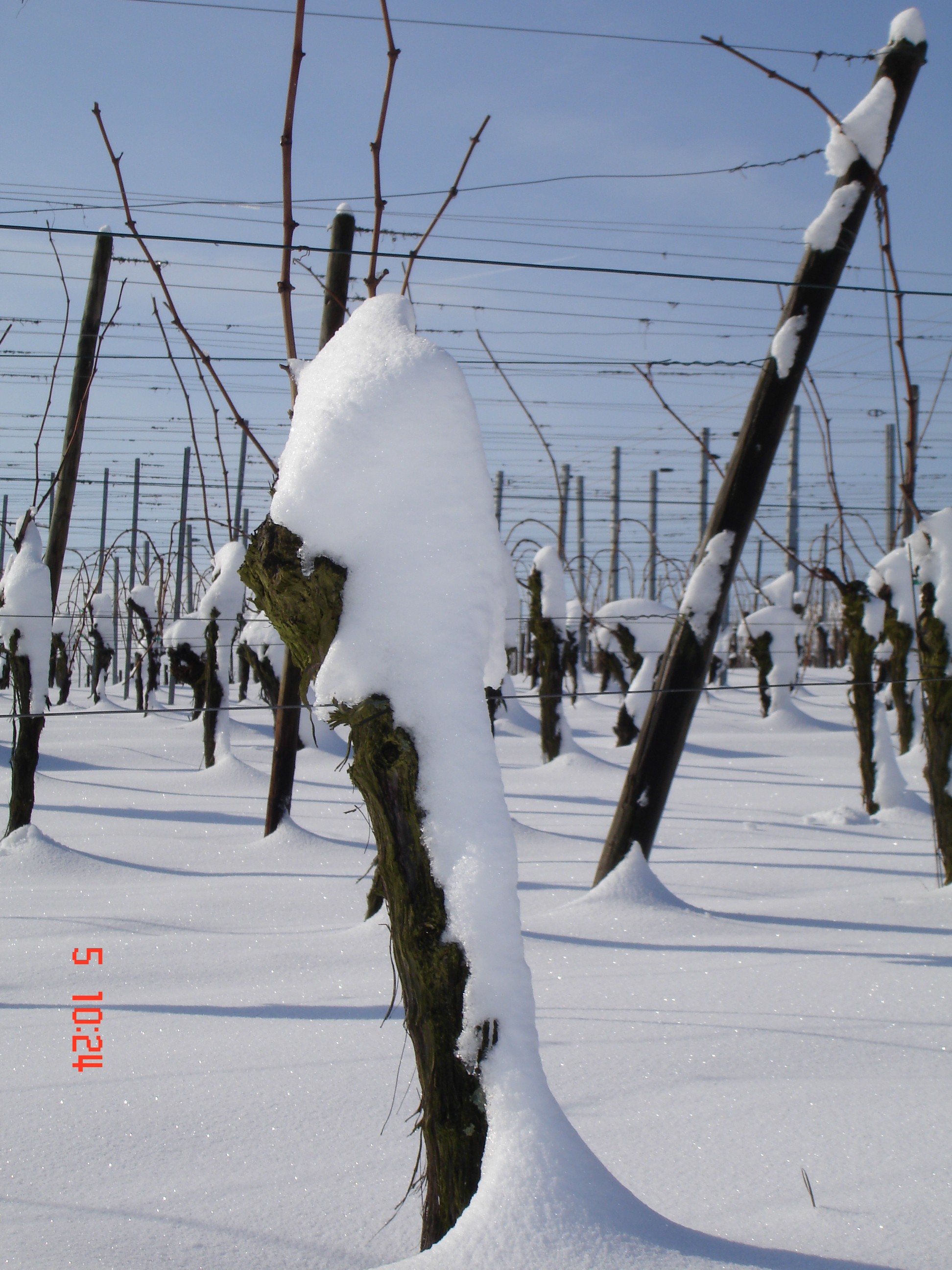 Les vignes sous la neige