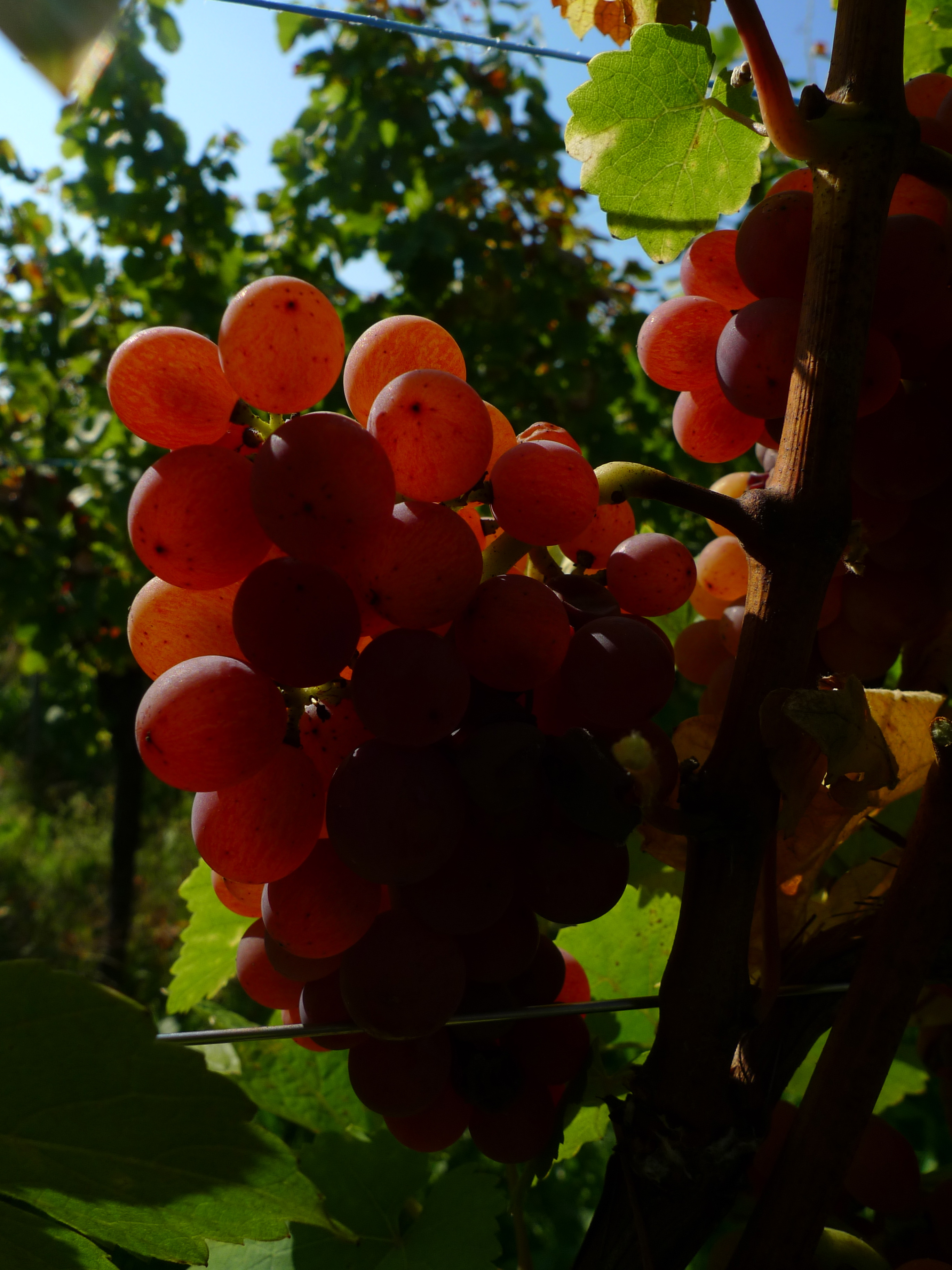 Grappe de Gewurztraminer