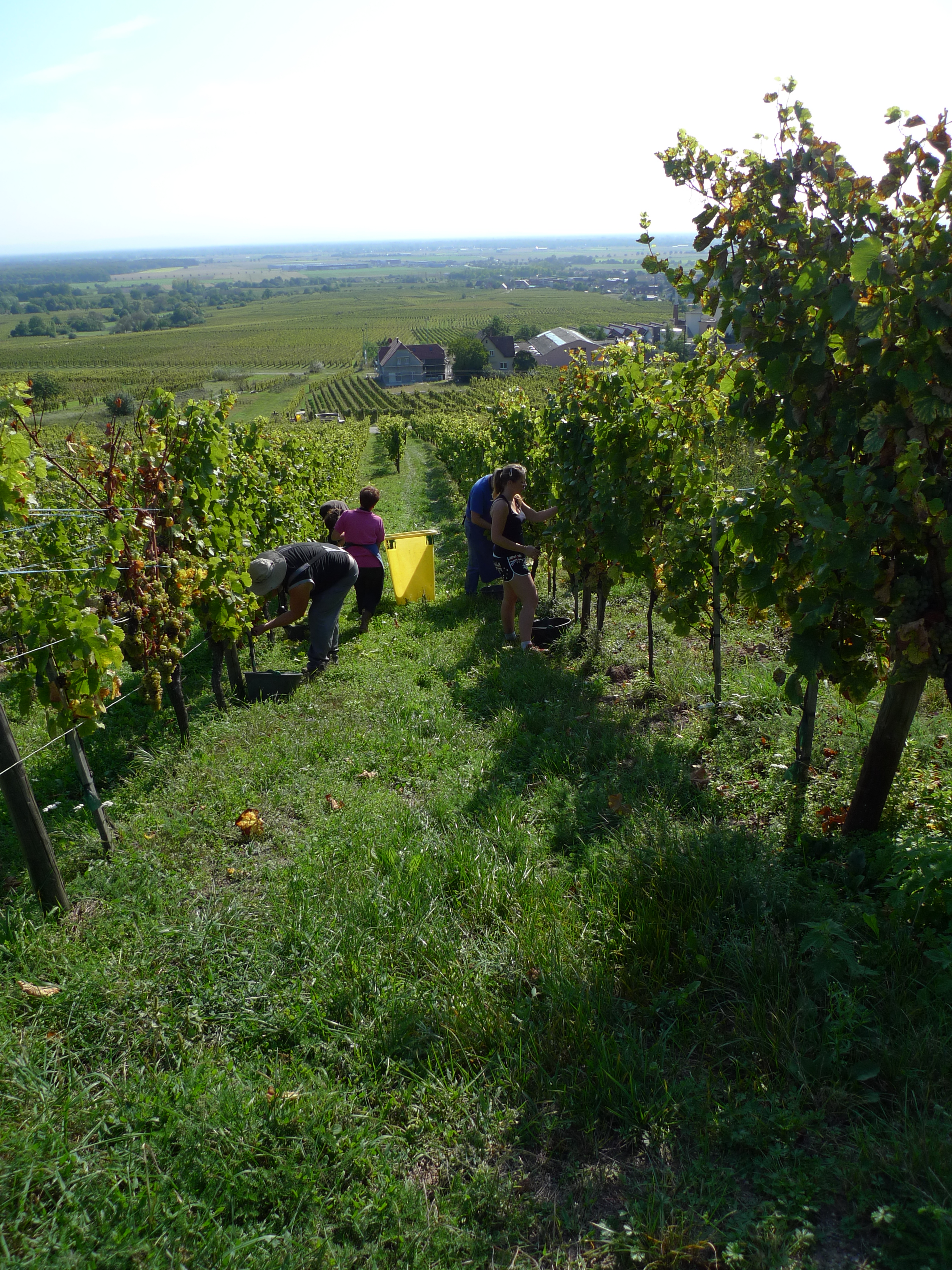 Vendanges