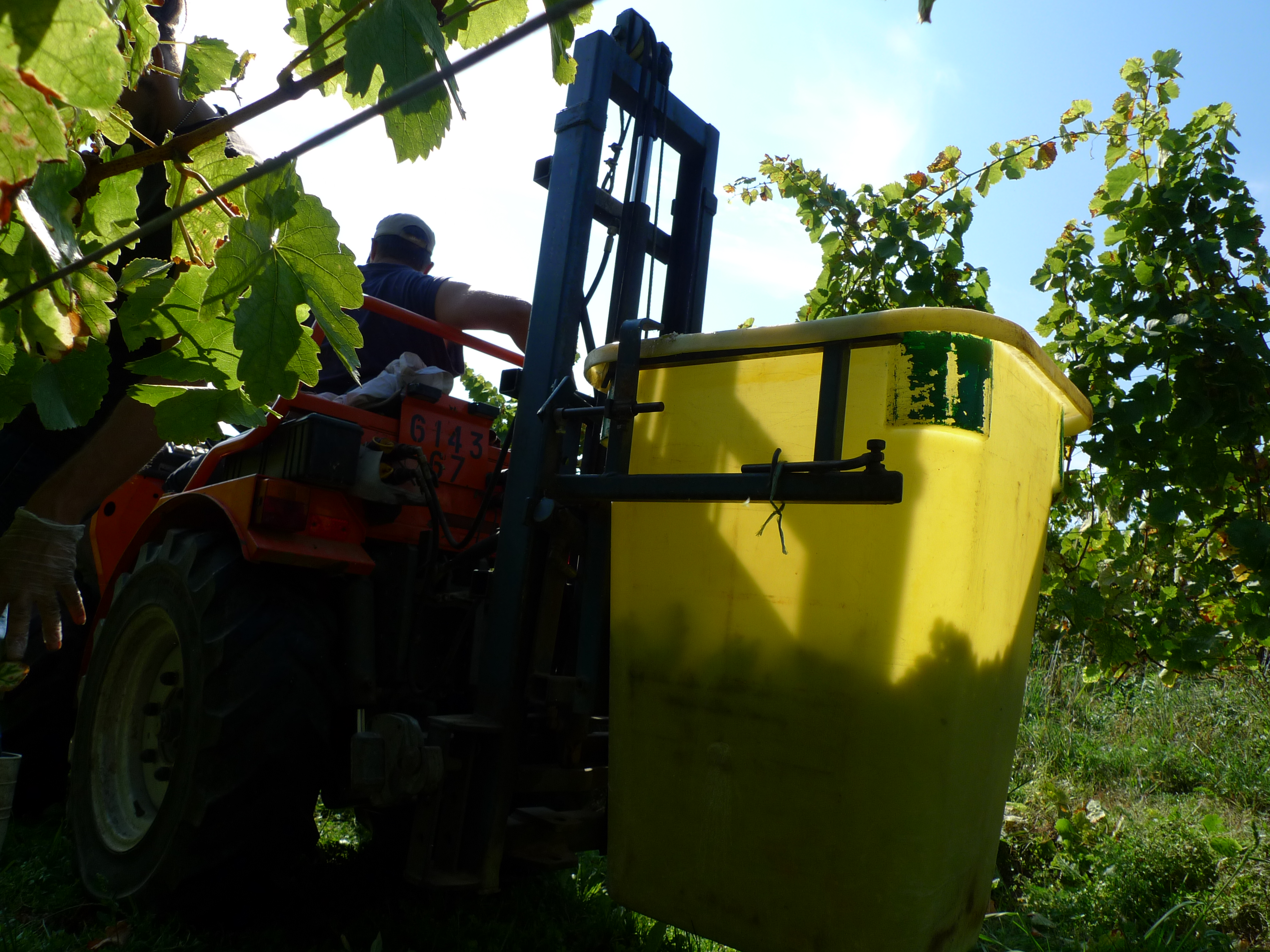 Vendanges