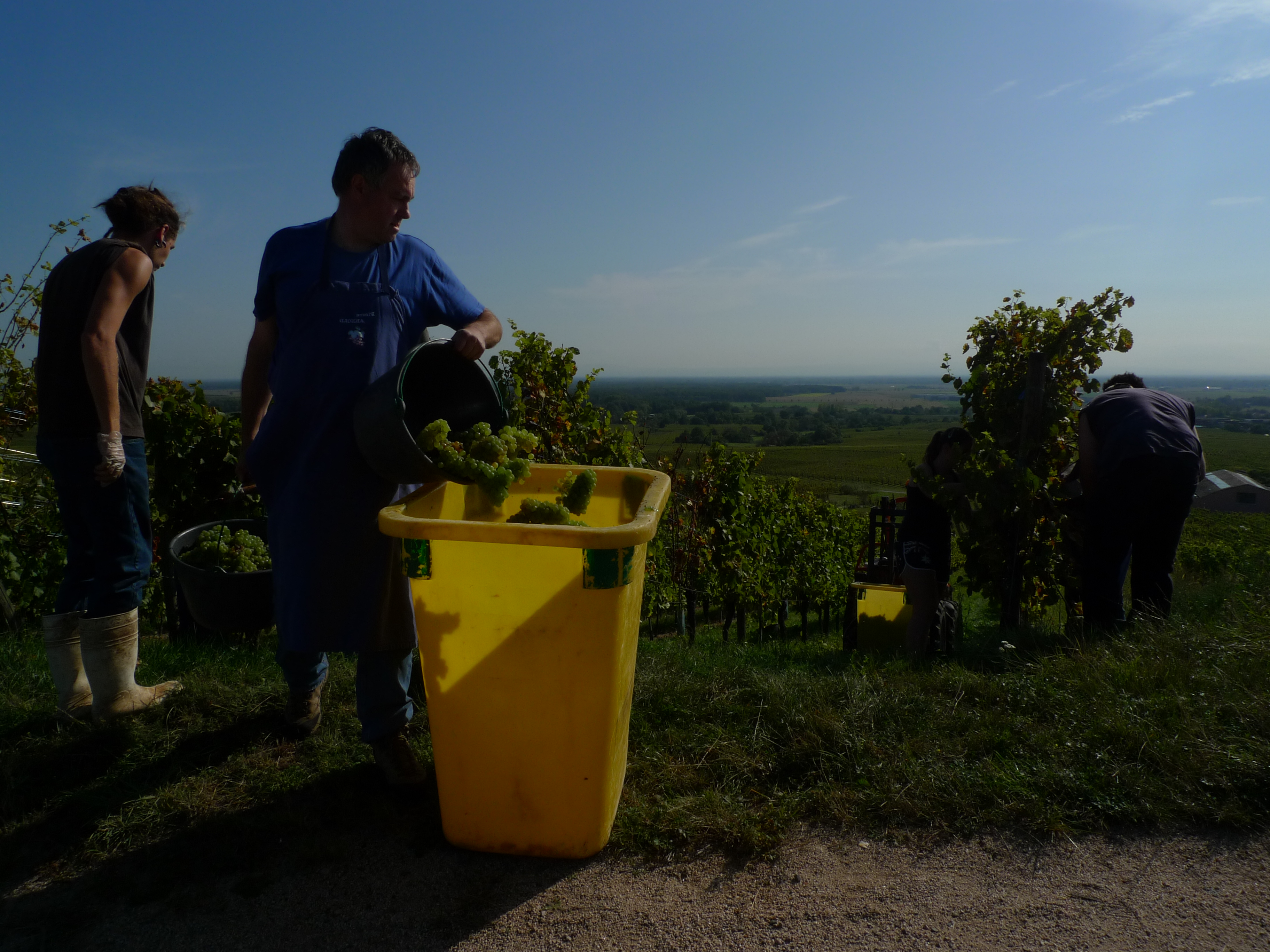 Vendanges