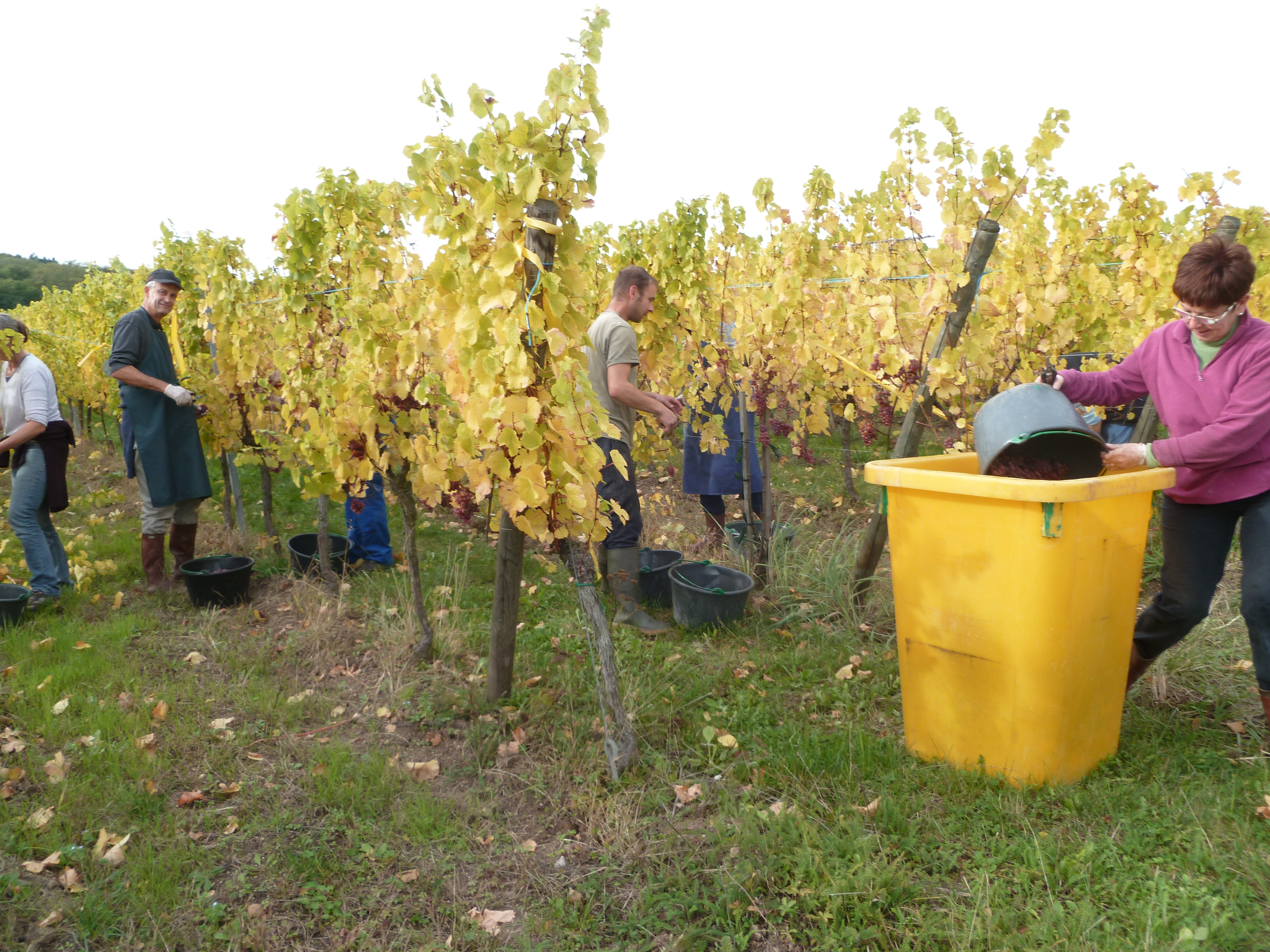 Vendanges