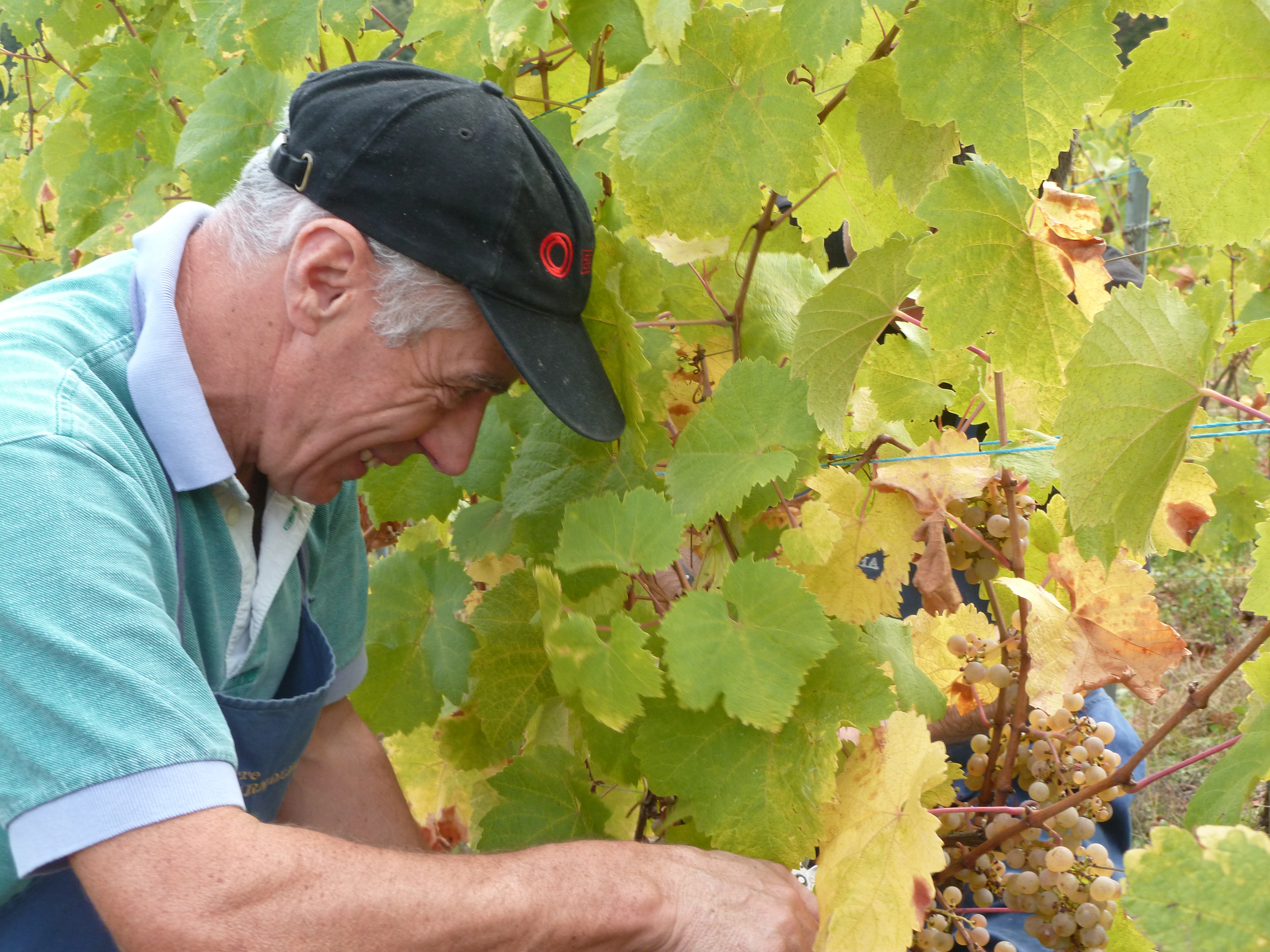 Vendanges