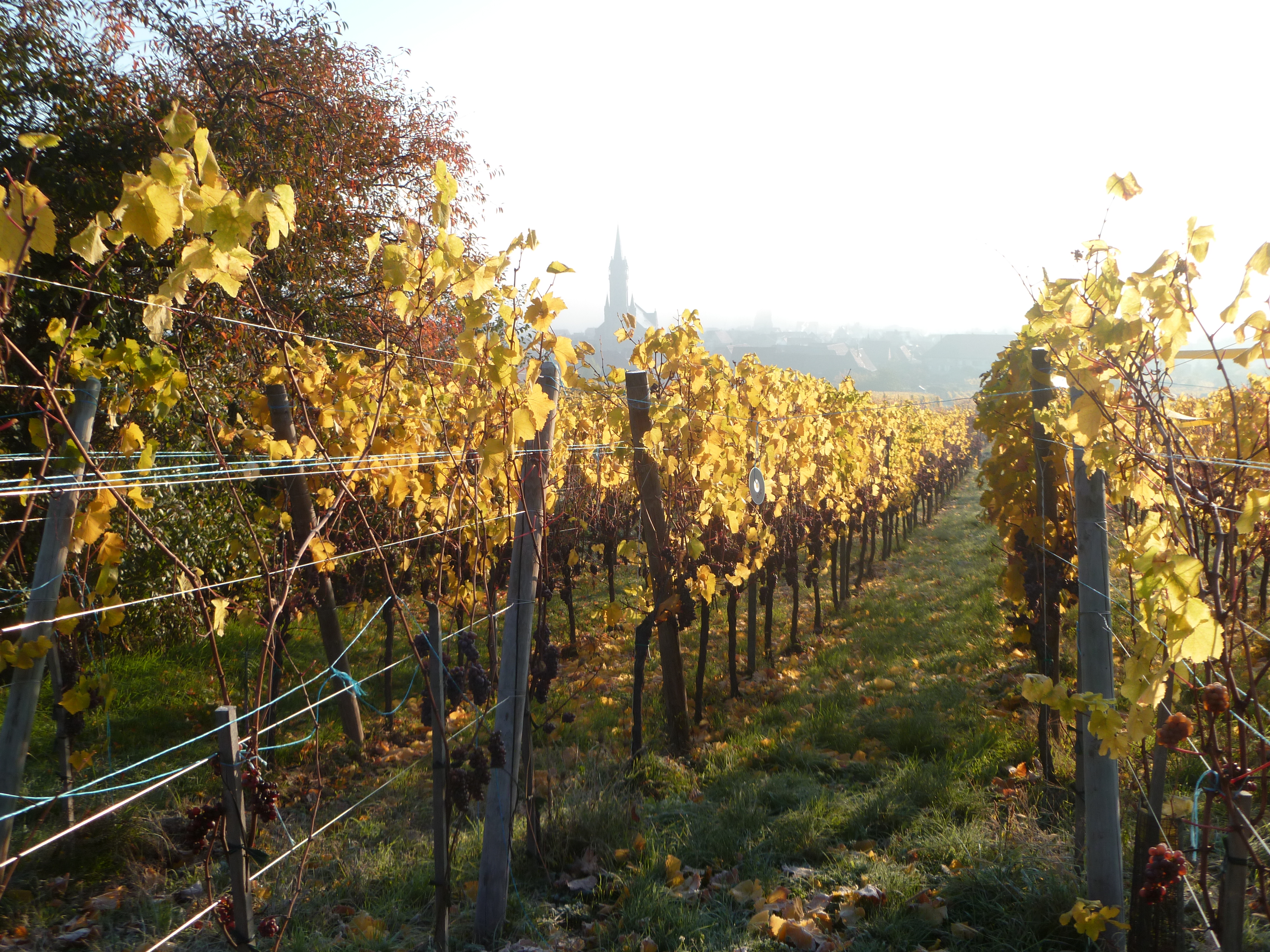 Vignes avec vue sur Dambach-la-Ville