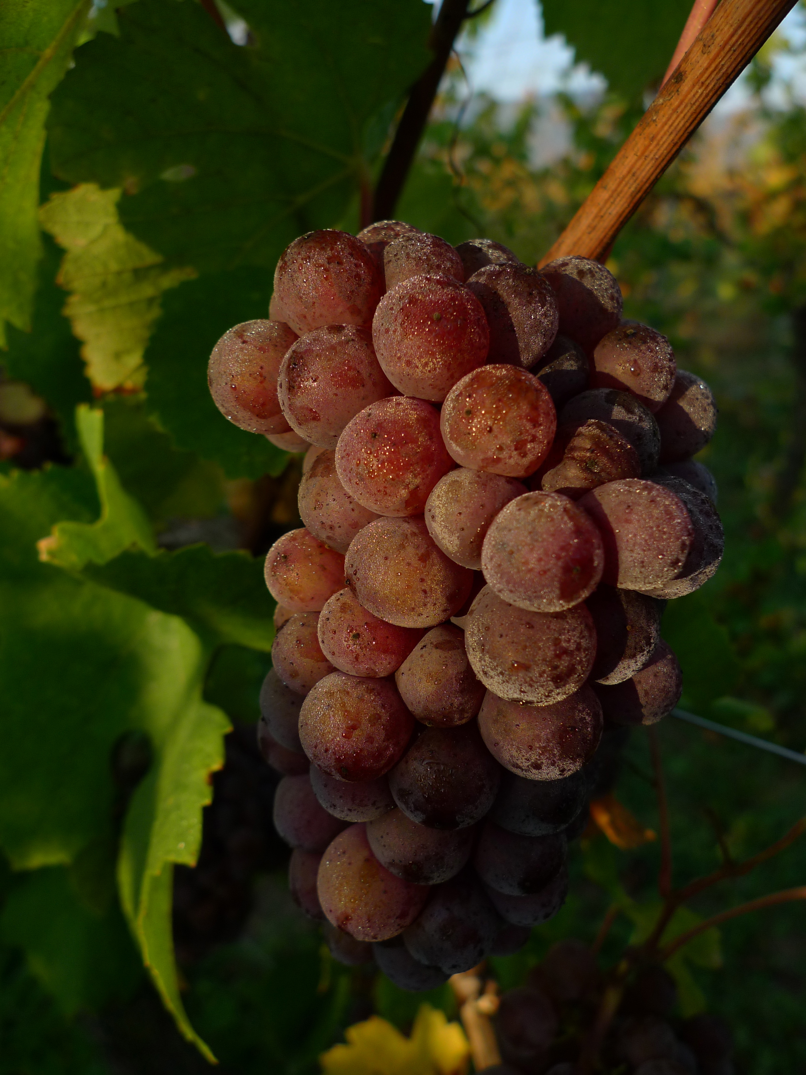 Pinot Gris sous la rosée