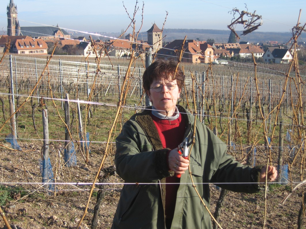 La taille de la vigne