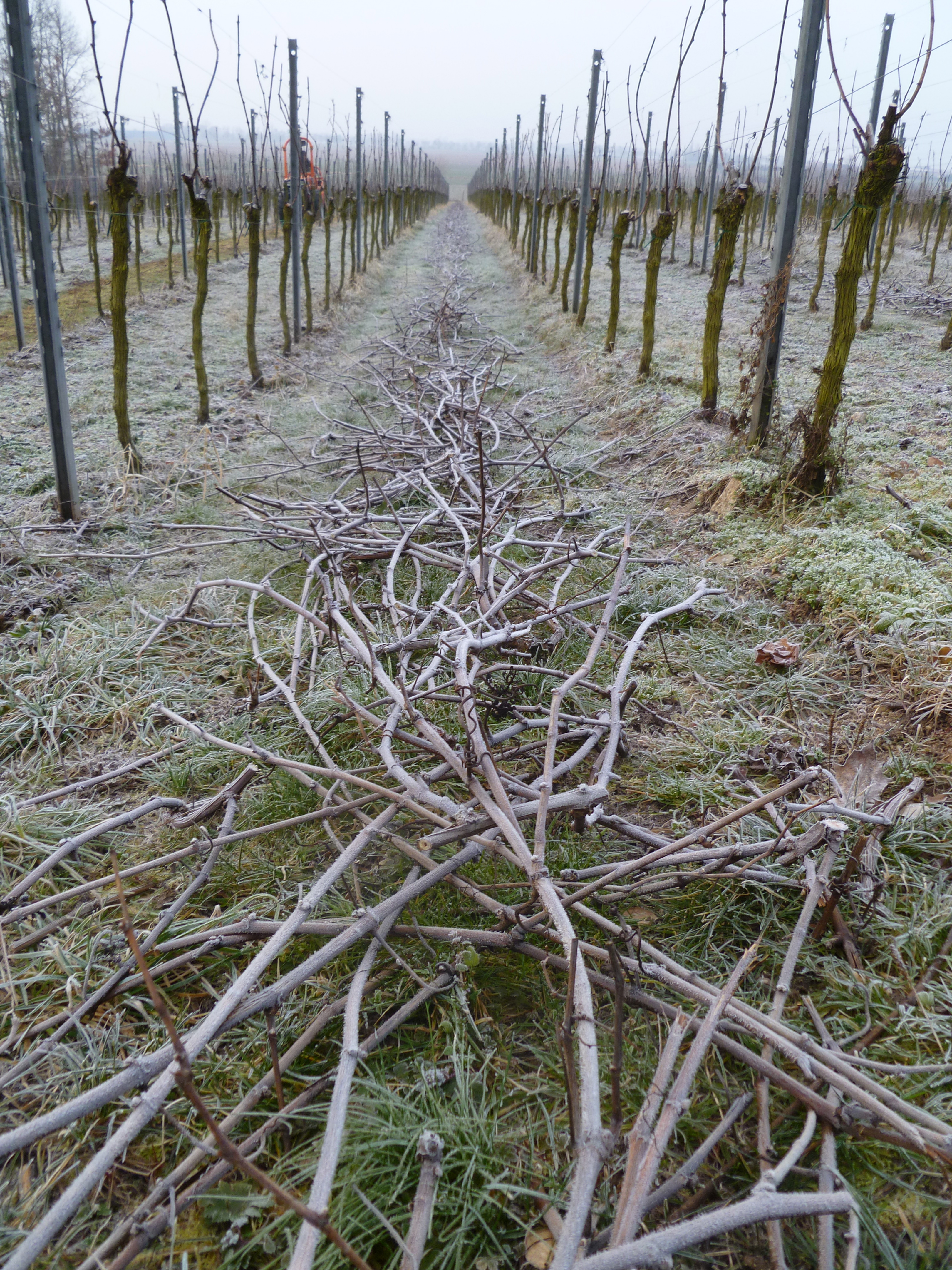 Les sarments à terre