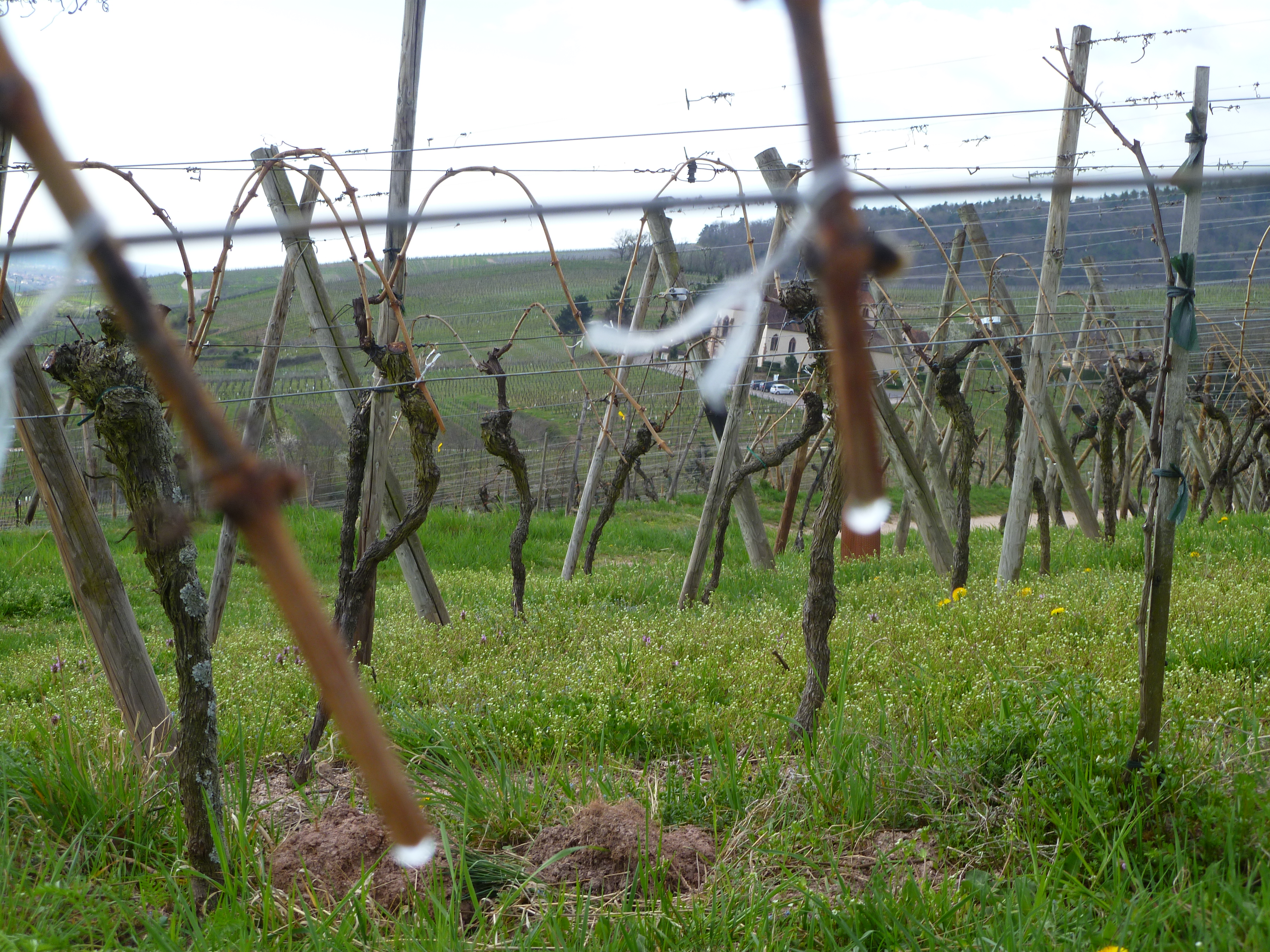 Vigne en pleurs