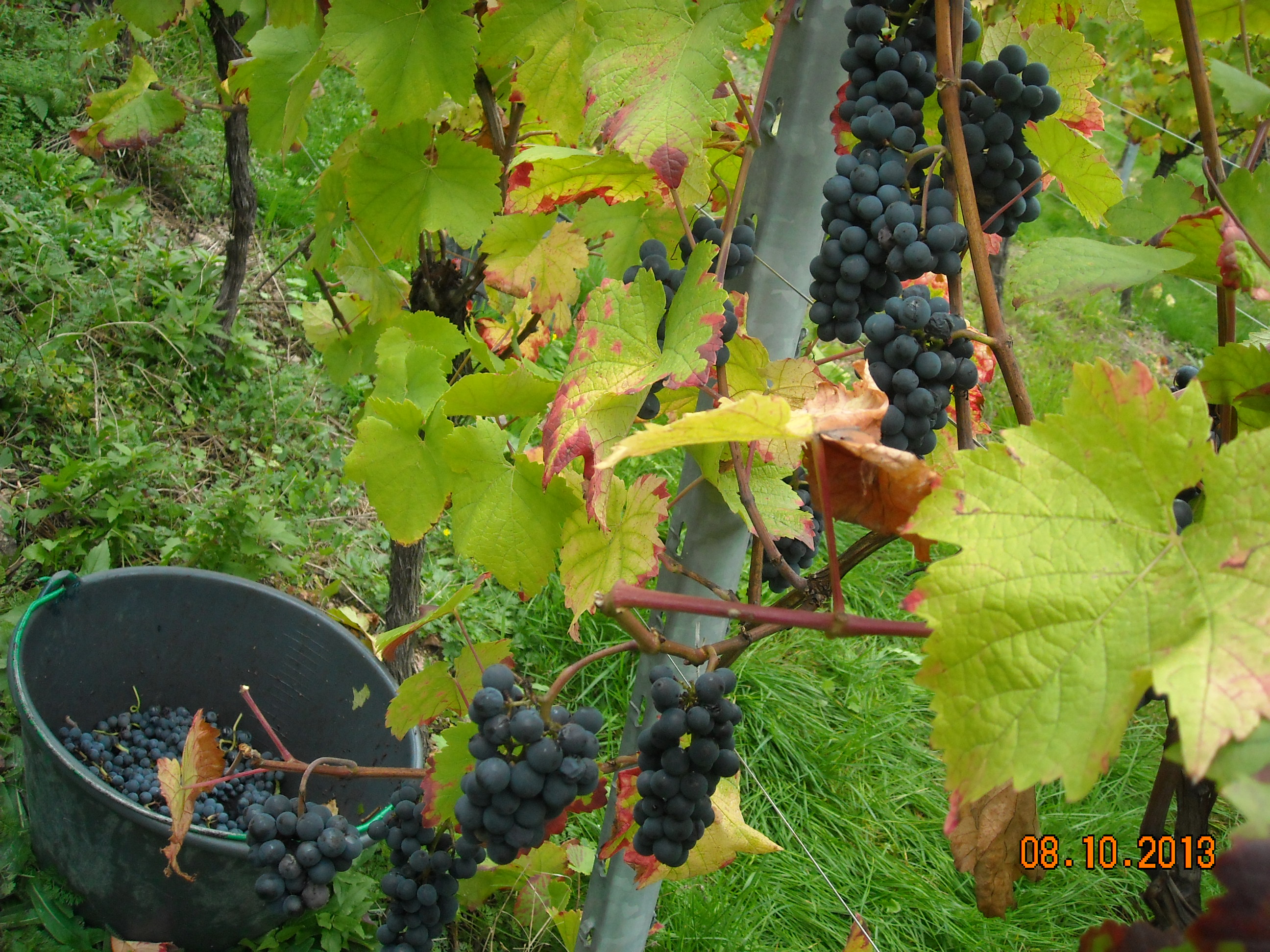 Petites grappes de Pinot Noir bien colorées 