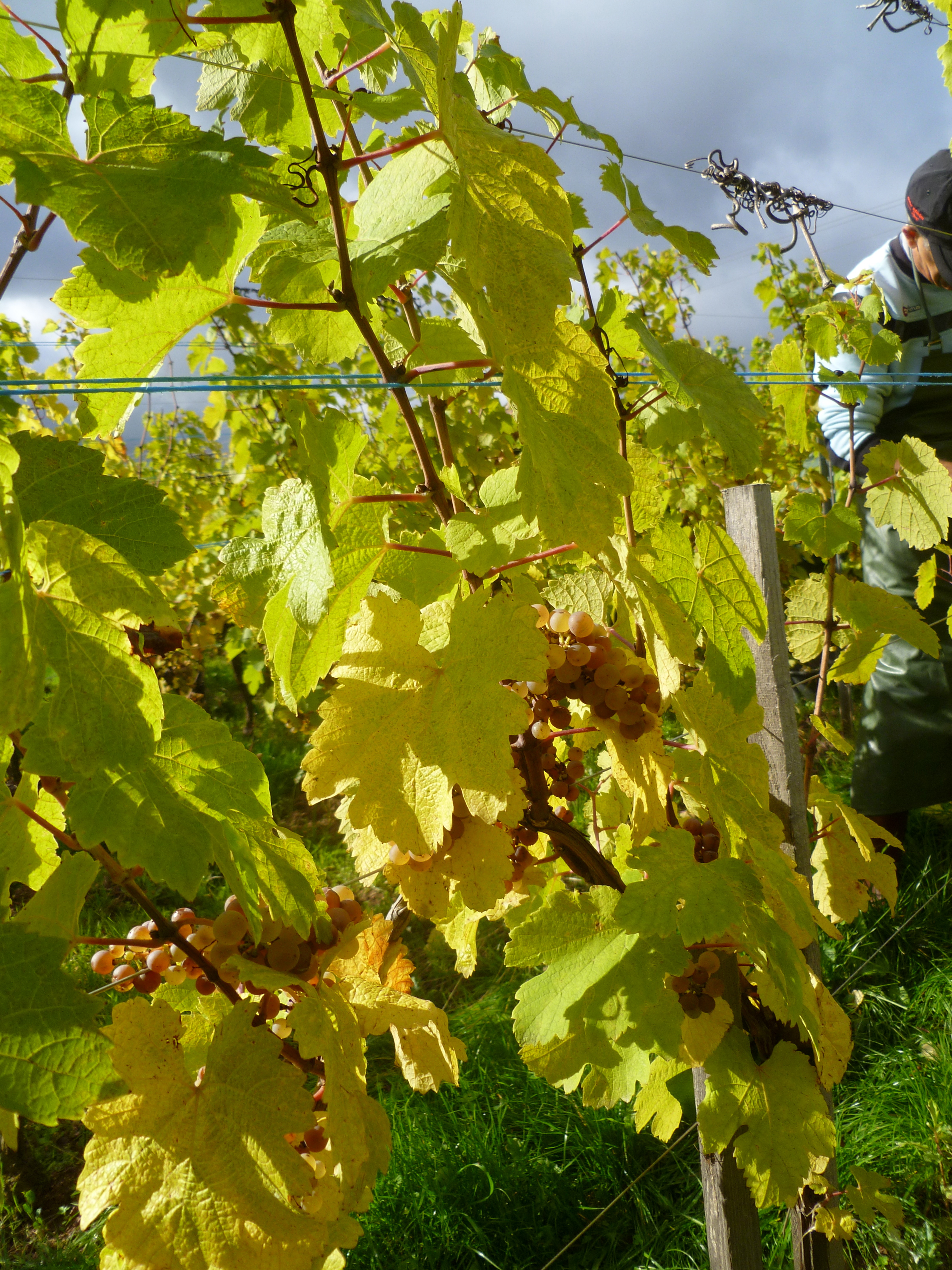 Riesling Grand Cru Frankstein