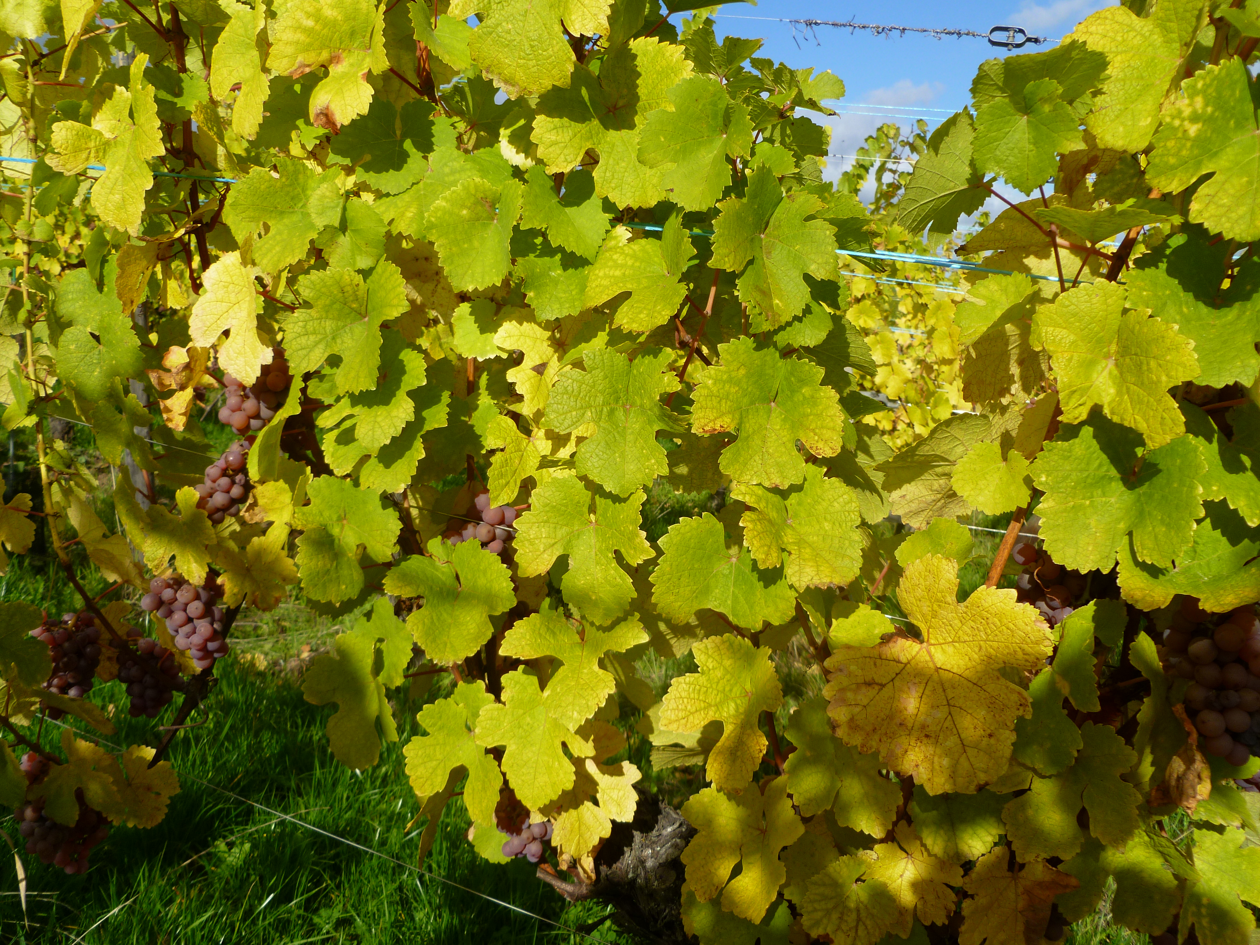 Gewurztraminer Grand Cru Frankstein