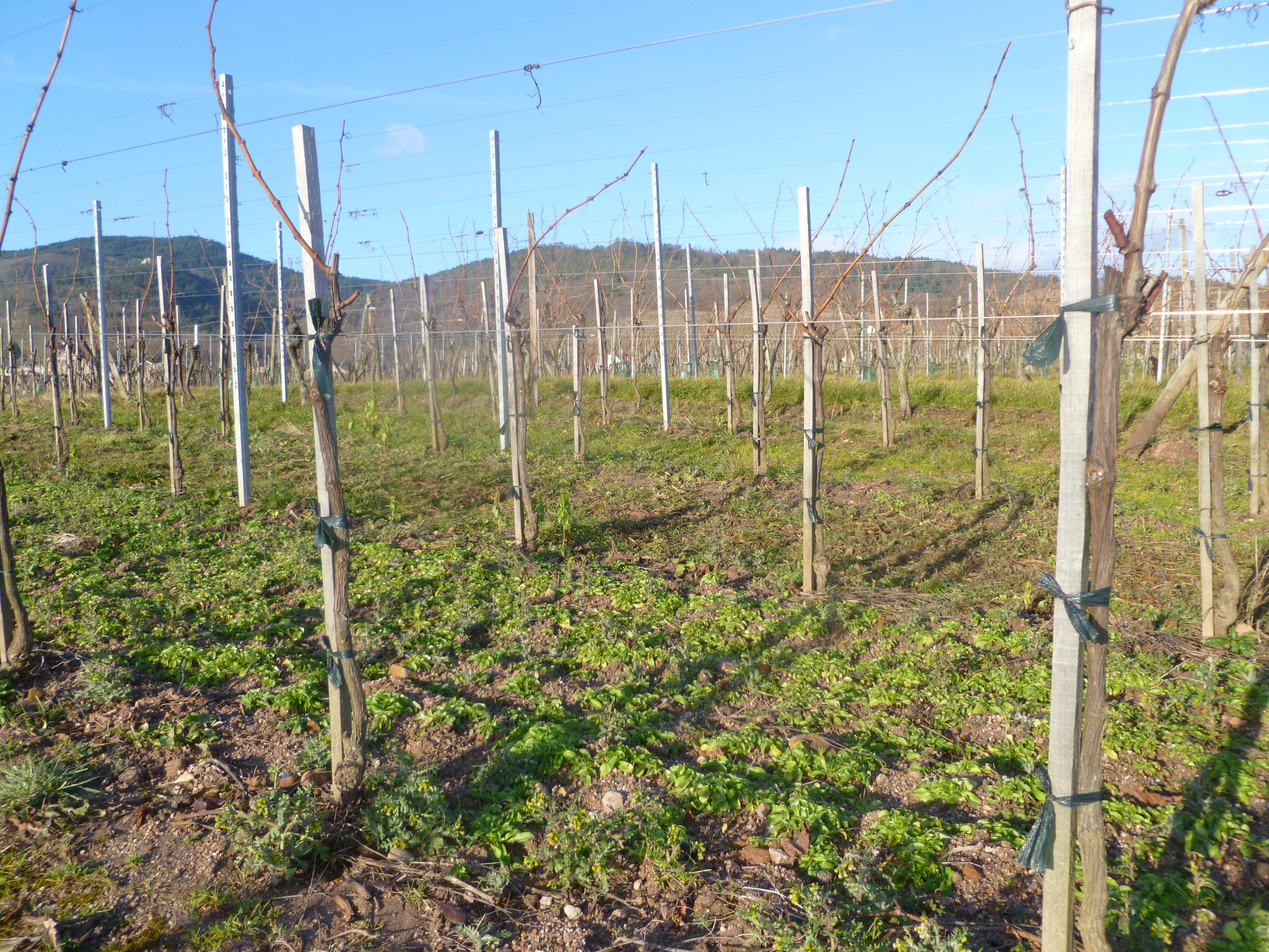 Tapis de mâche dans une jeune vigne taillée.