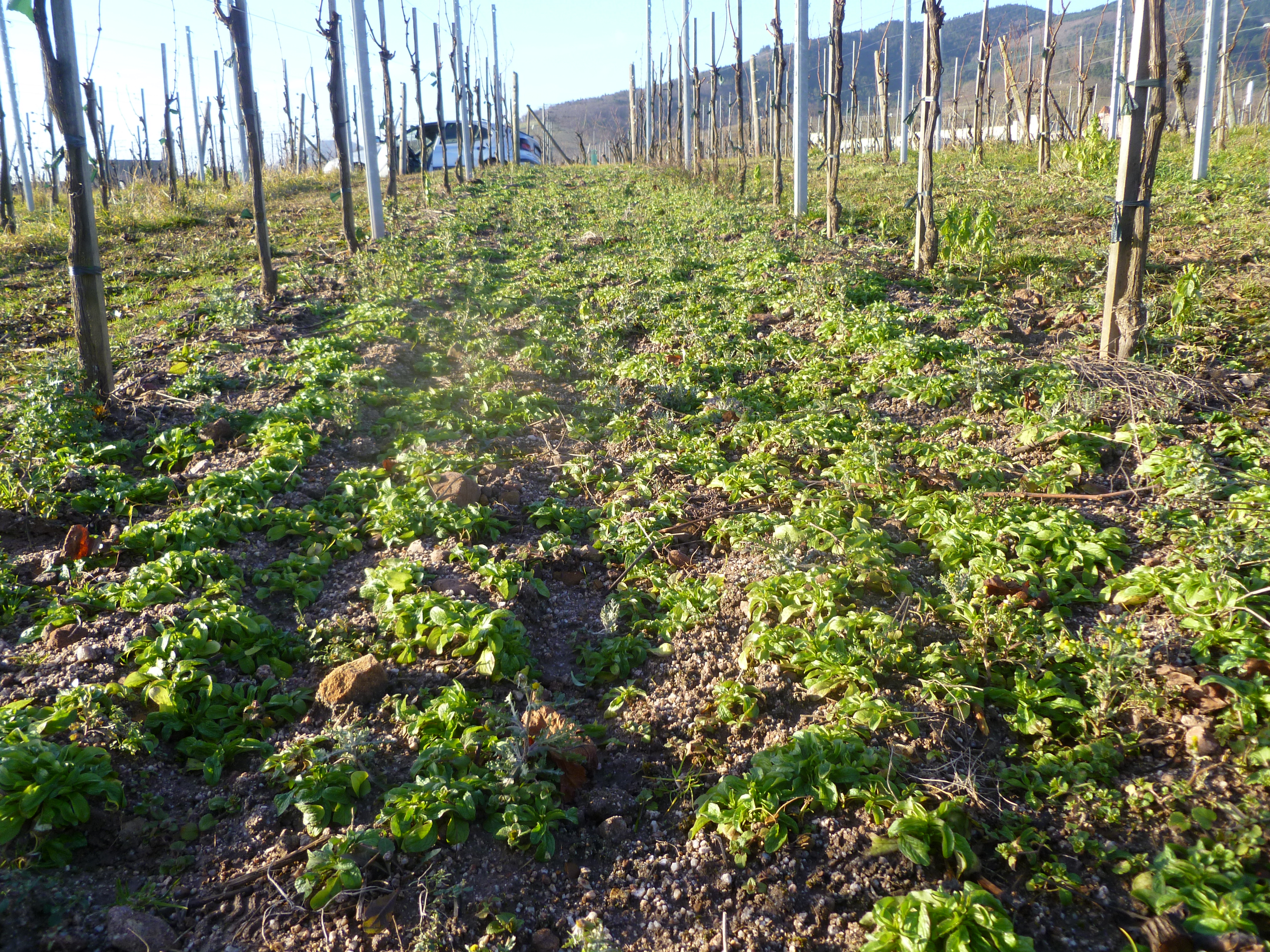 Tapis de mâche dans une jeune vigne taillée.