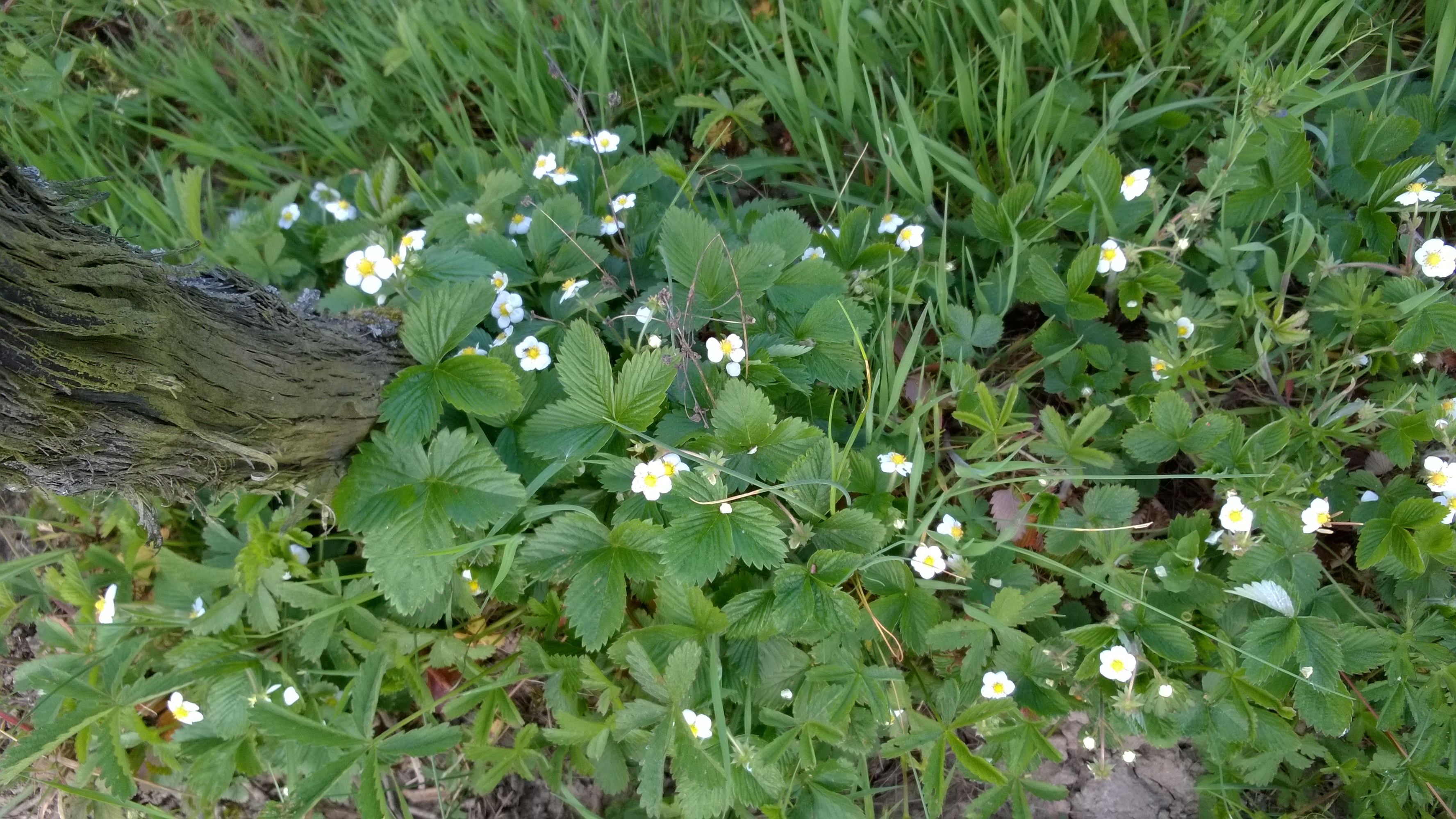 Jolis fraisiers en fleurs