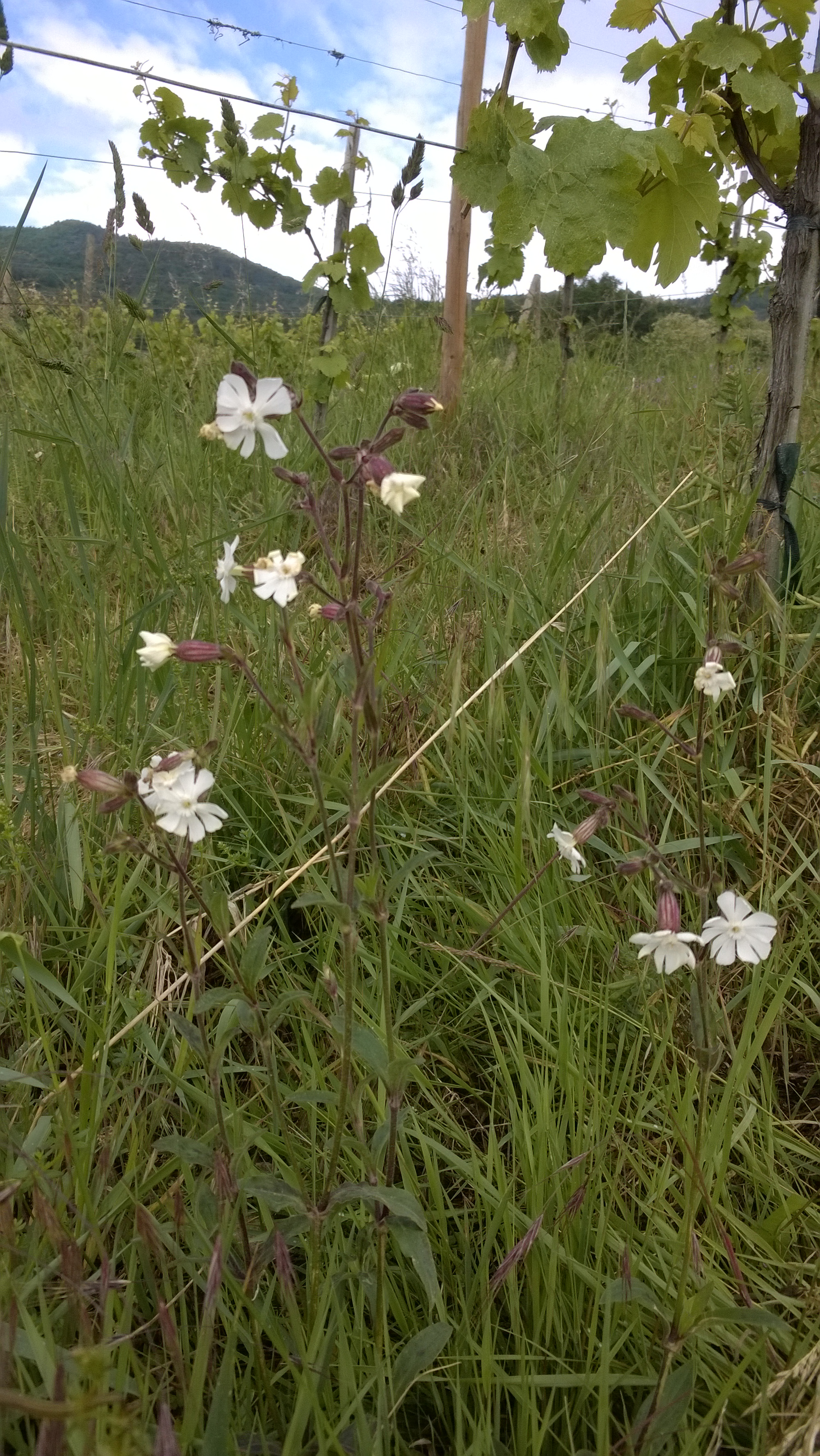 Saxifrage