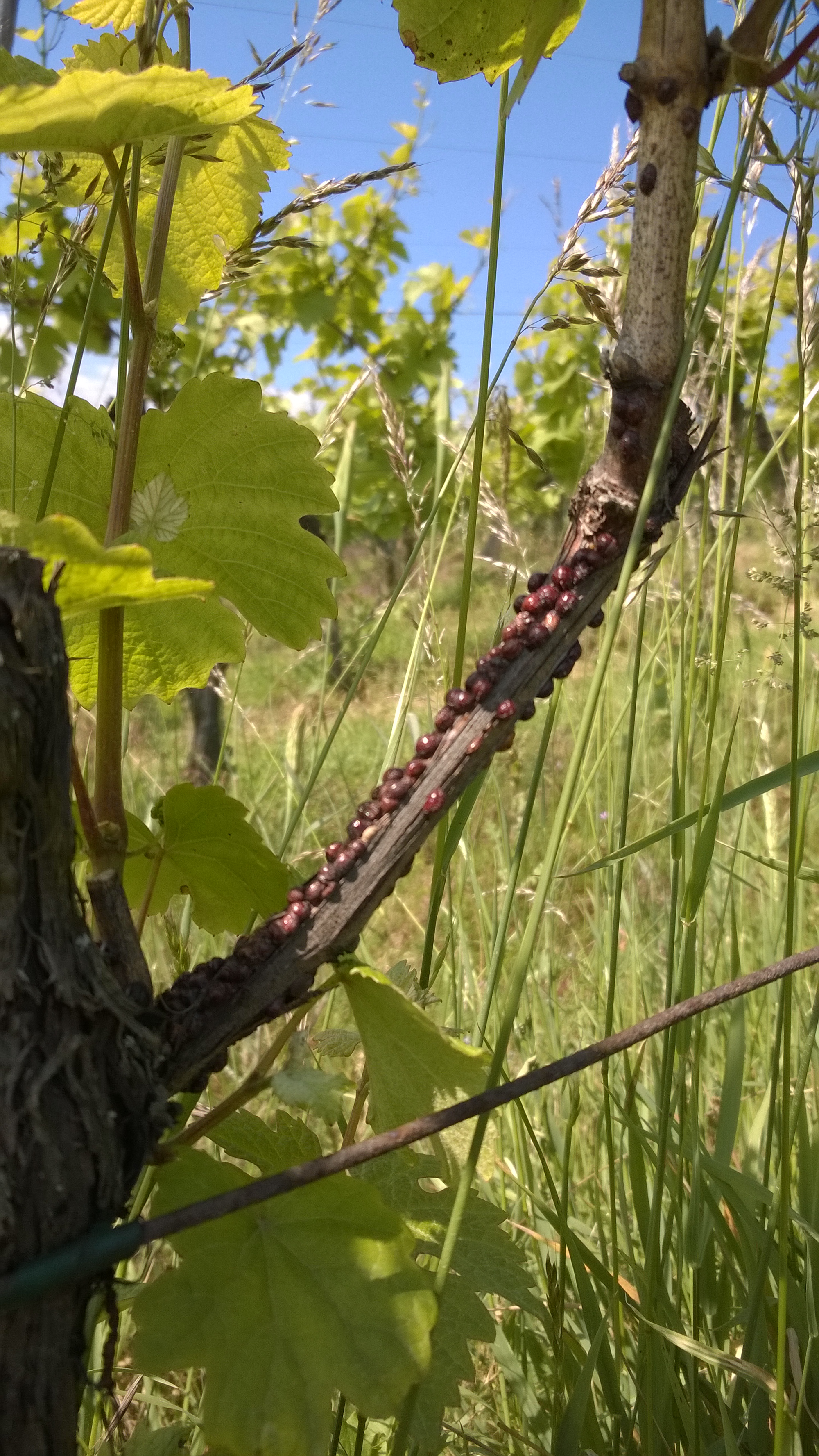 Cochenilles