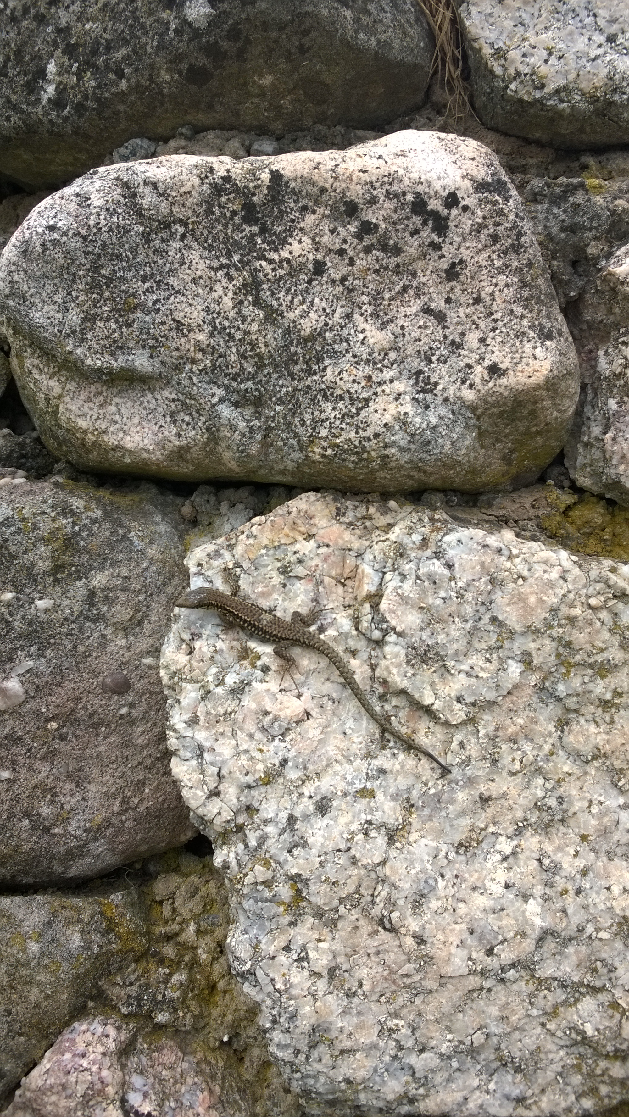 Lézard sur mur de granit