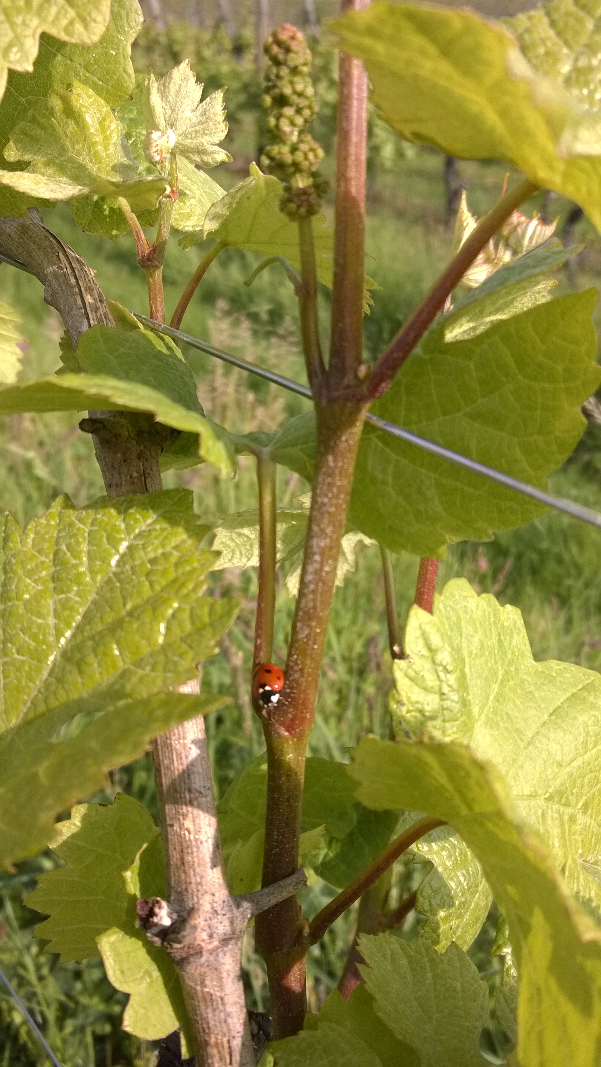 Une belle coccinelle