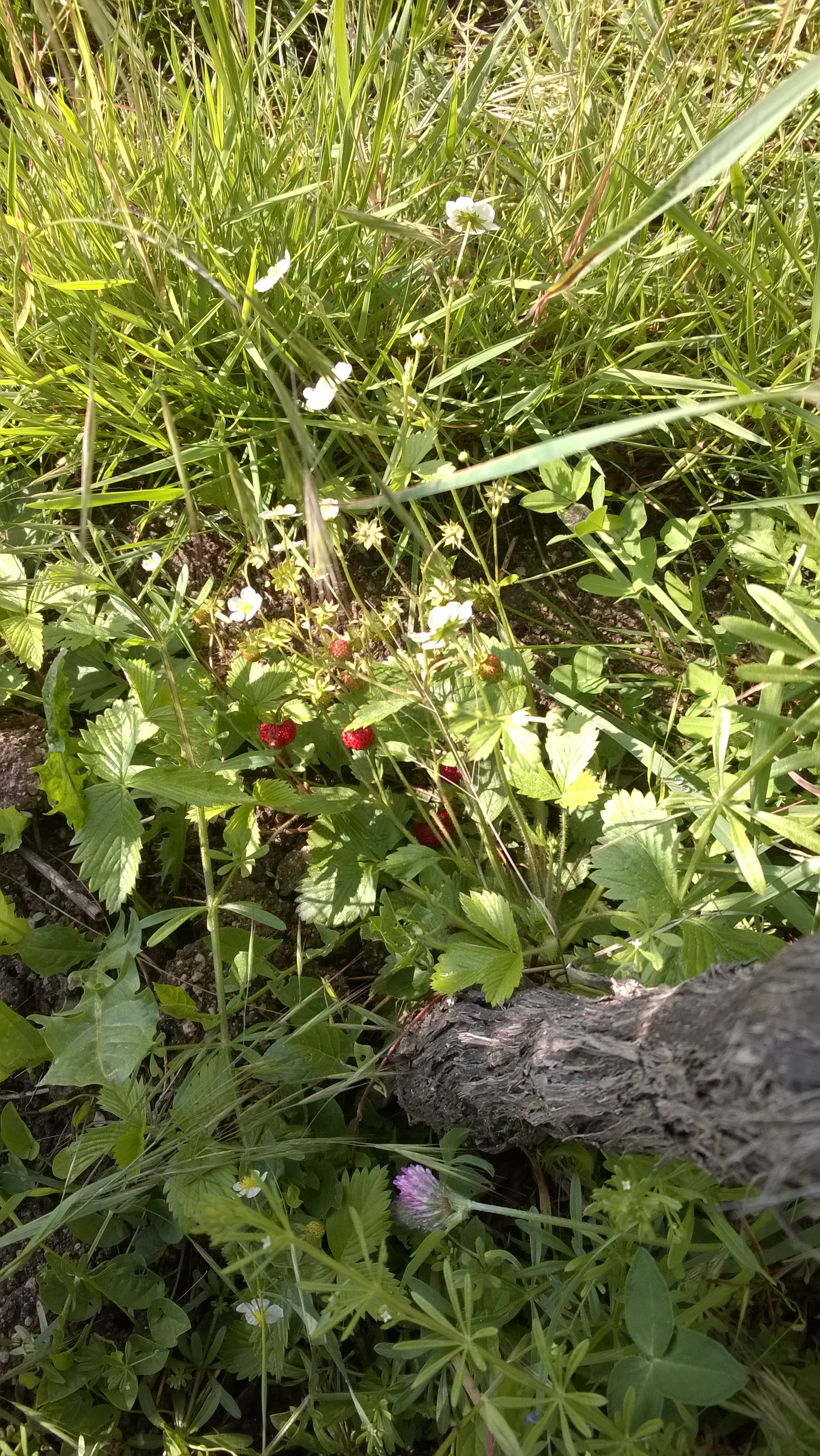 Fraises des bois