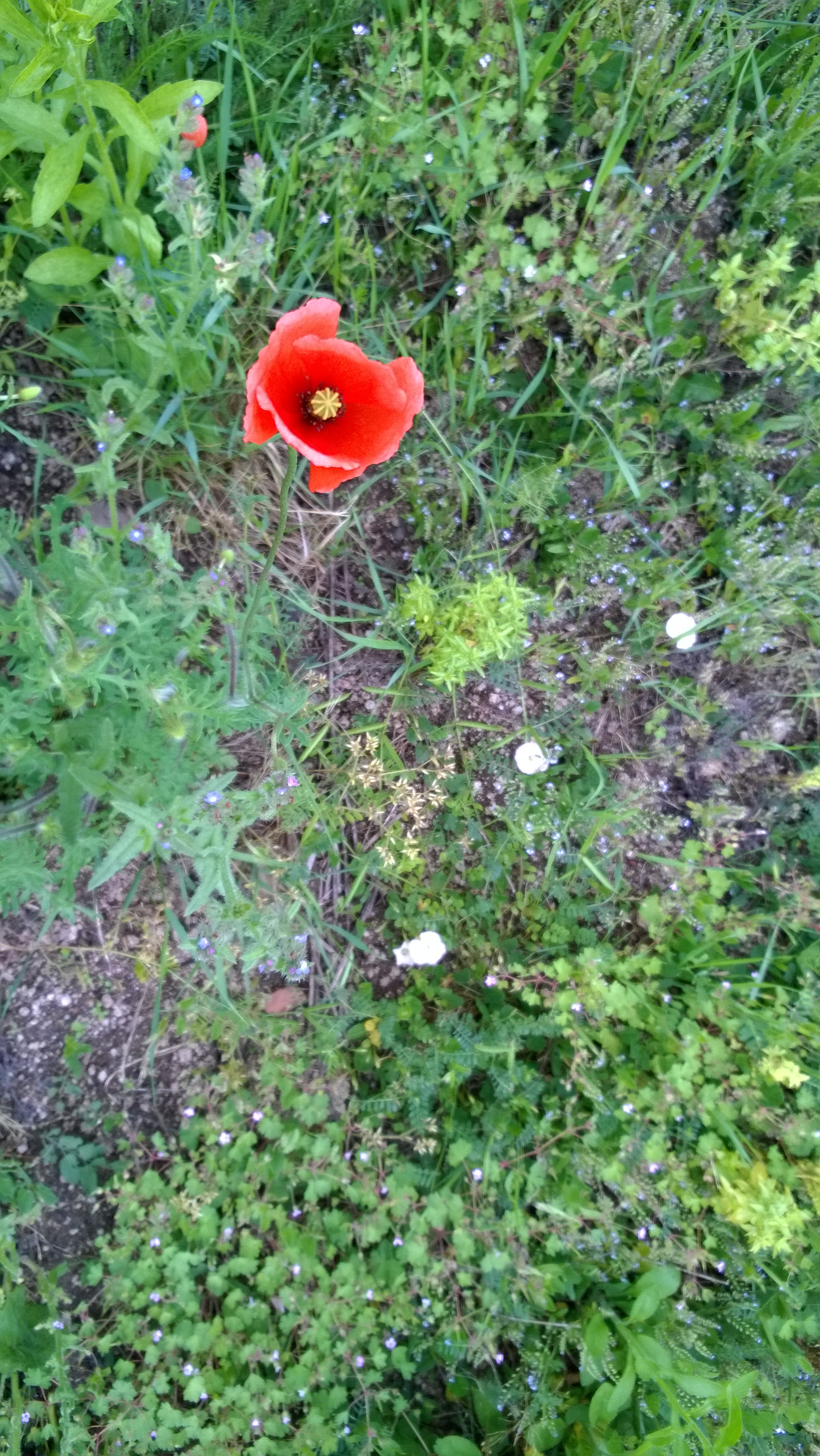 Coquelicot