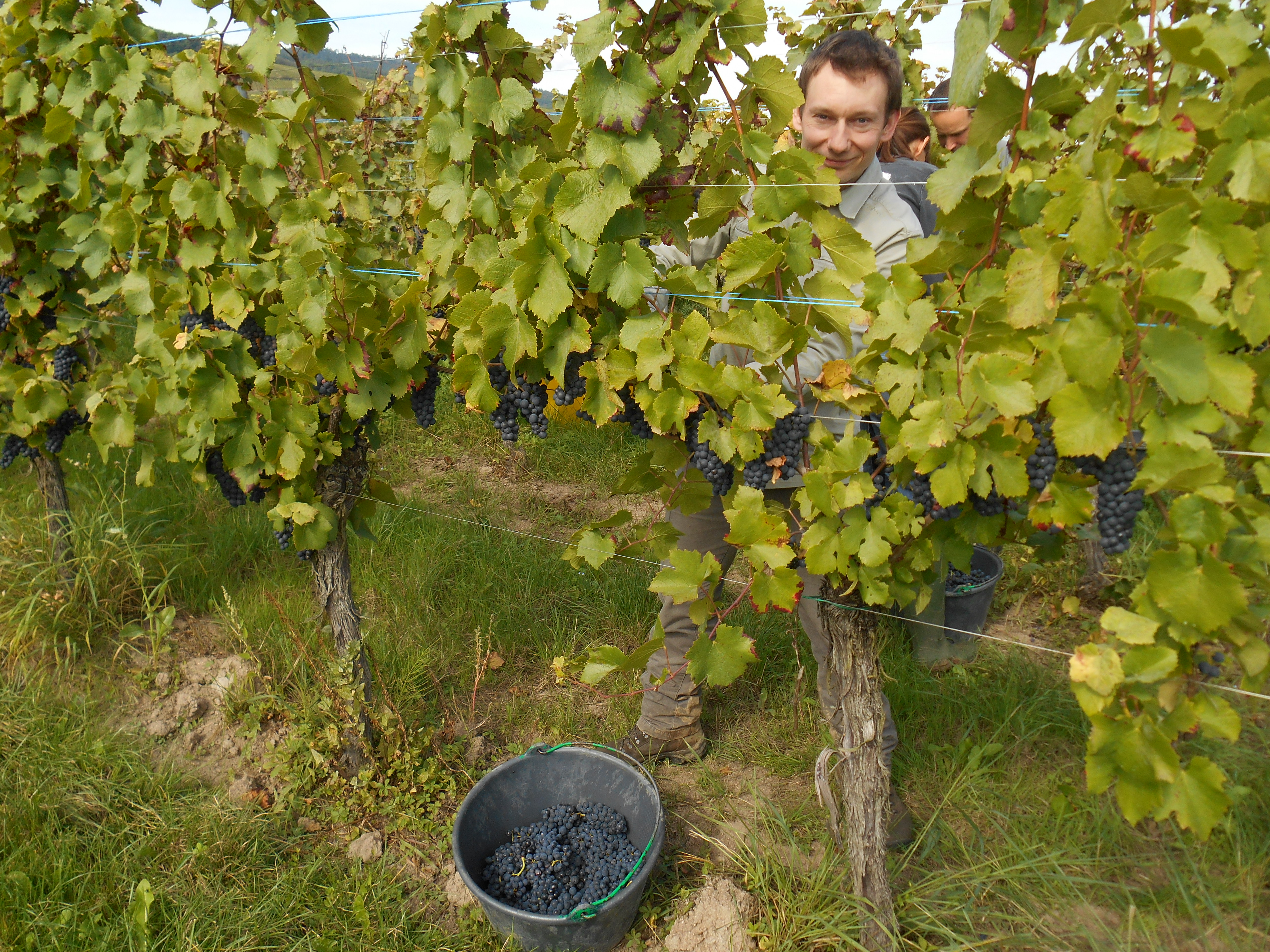 De belles grappes de Pinot Noir