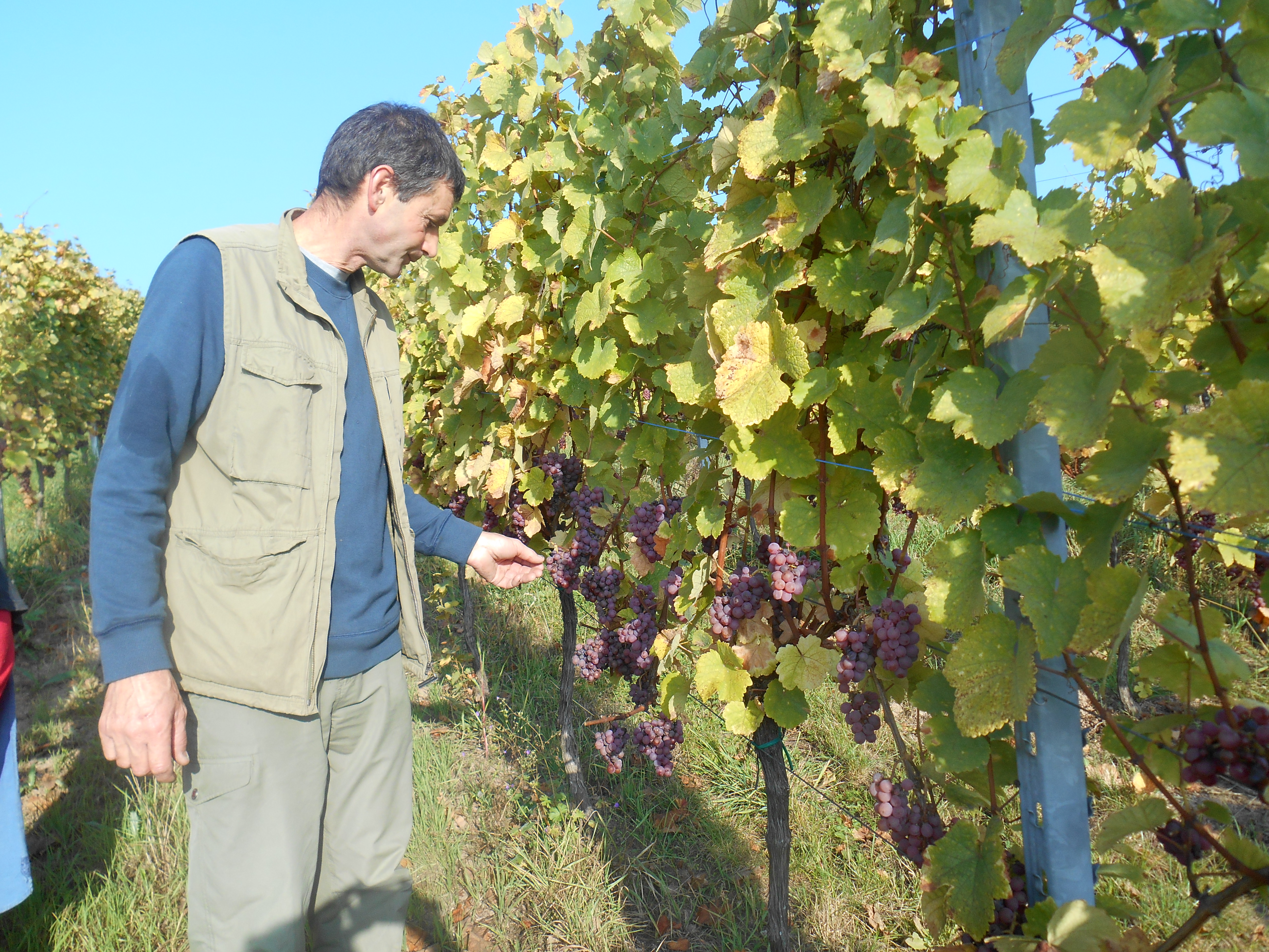 Pierre goûte ses gewurztraminer