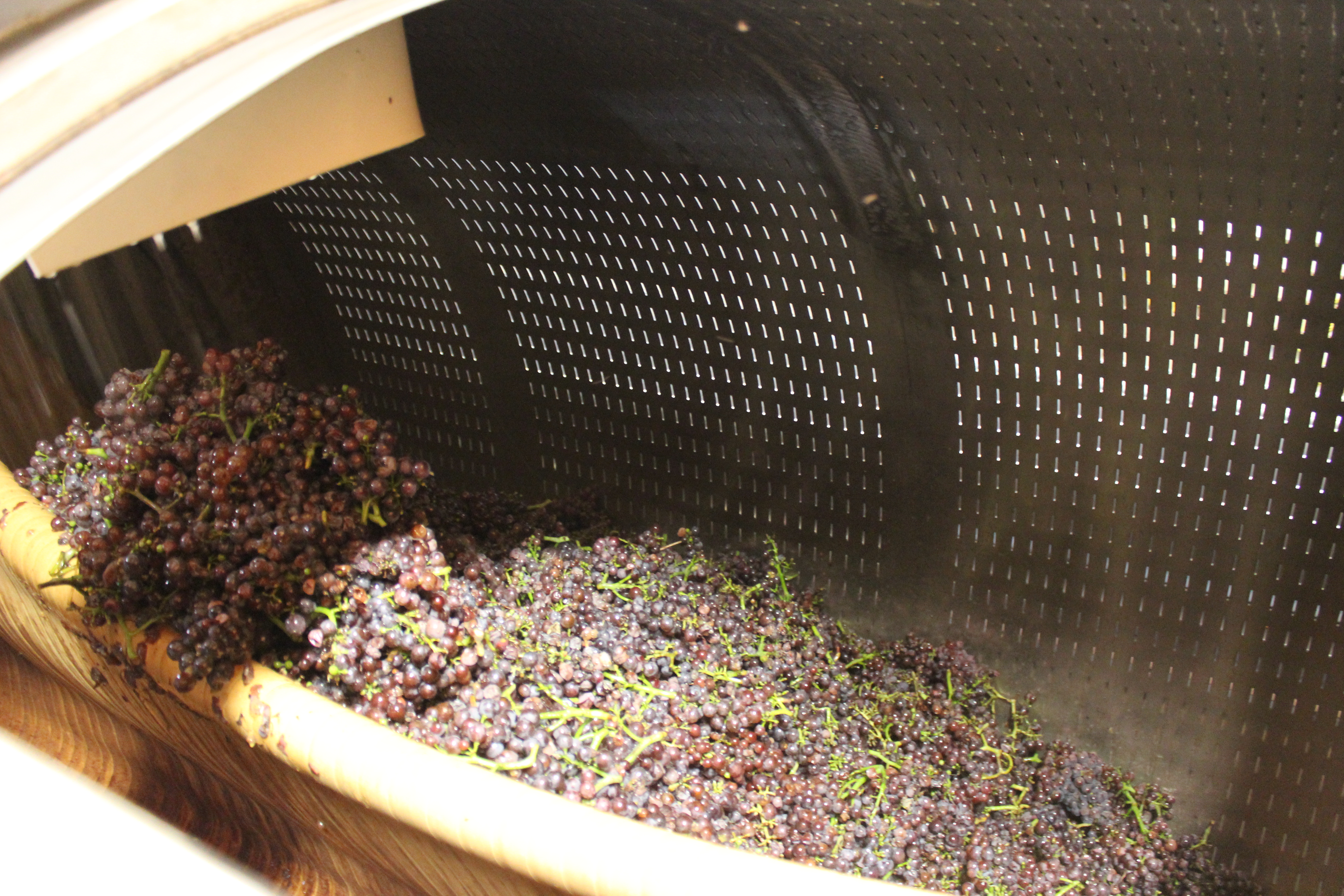 Pinot Gris dans le pressoir