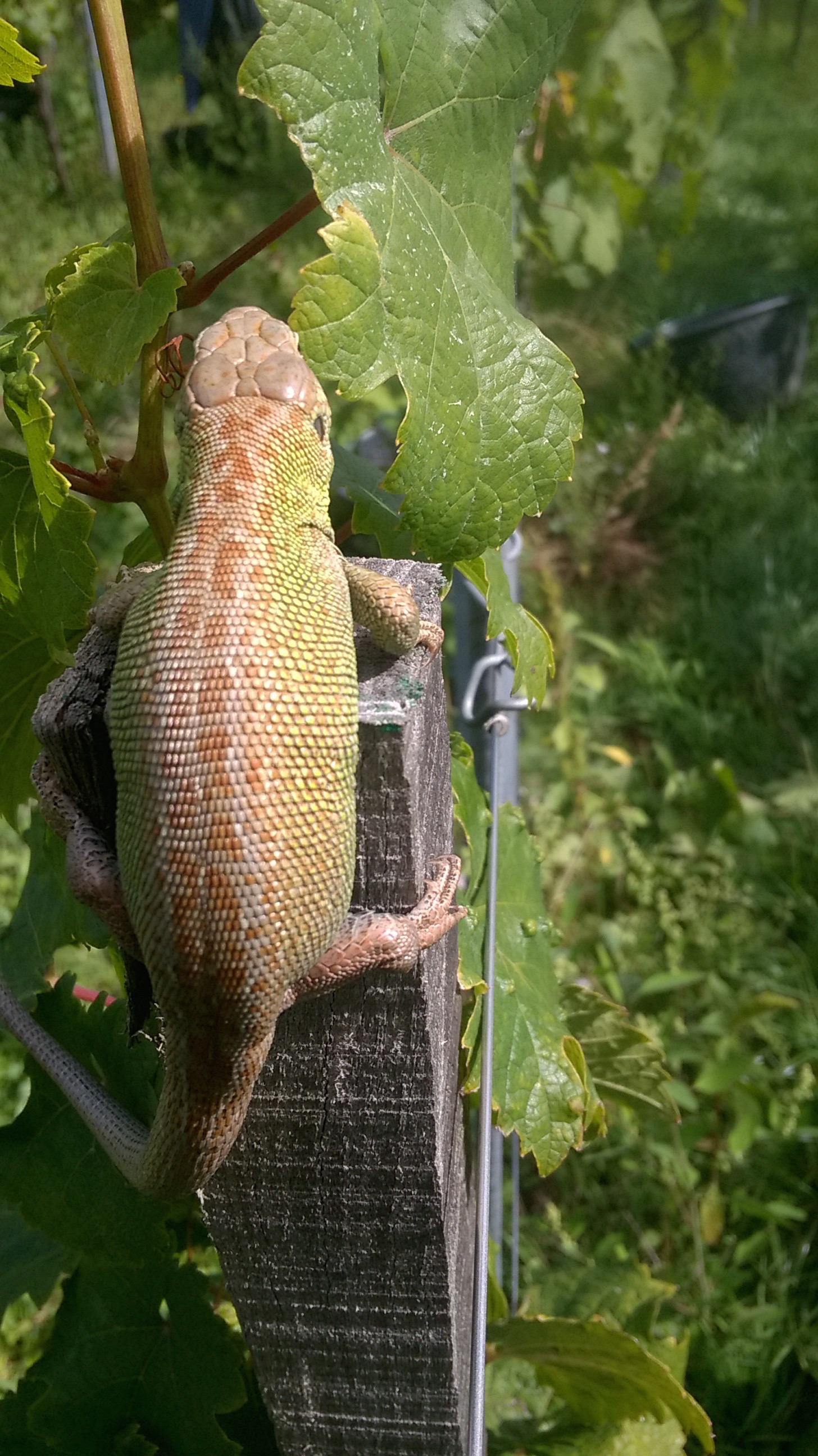 Un beau lézard des souches!