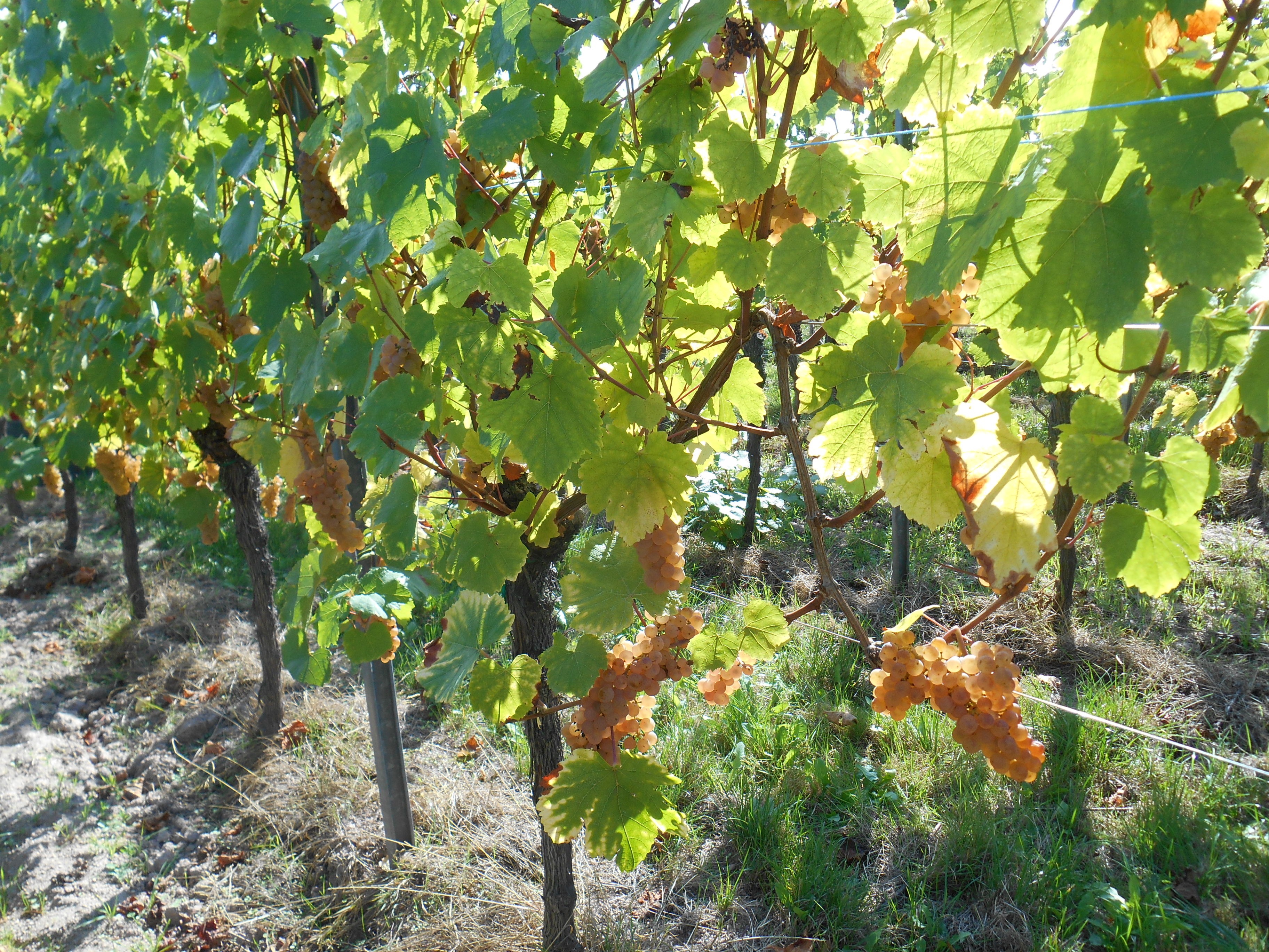 Auxerrois tout doré