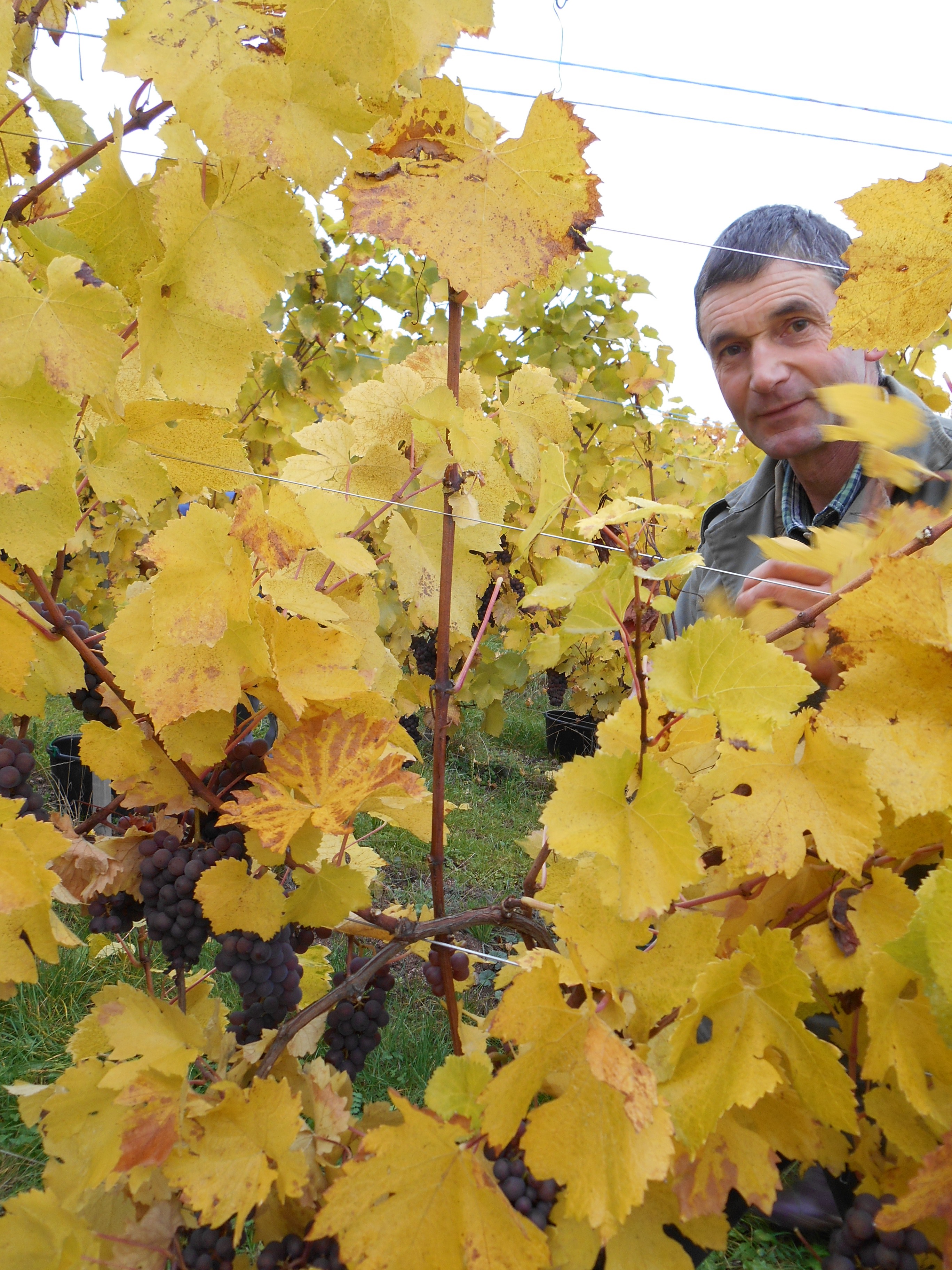 Pierre et ses Pinot Gris