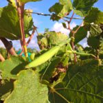 Et voilà les vendanges 2016 commencées dans la bonne humeur!