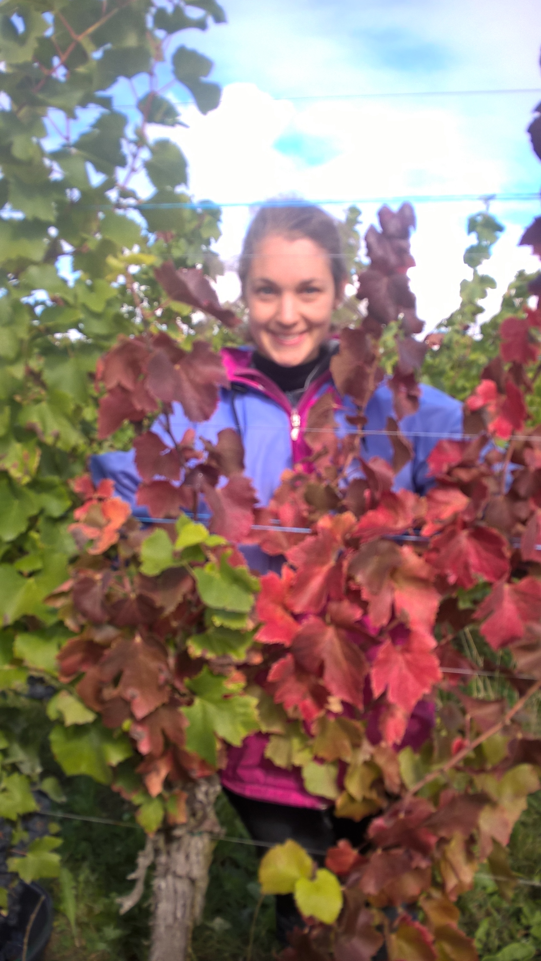 Feuilles de pinot noir magnifiques!