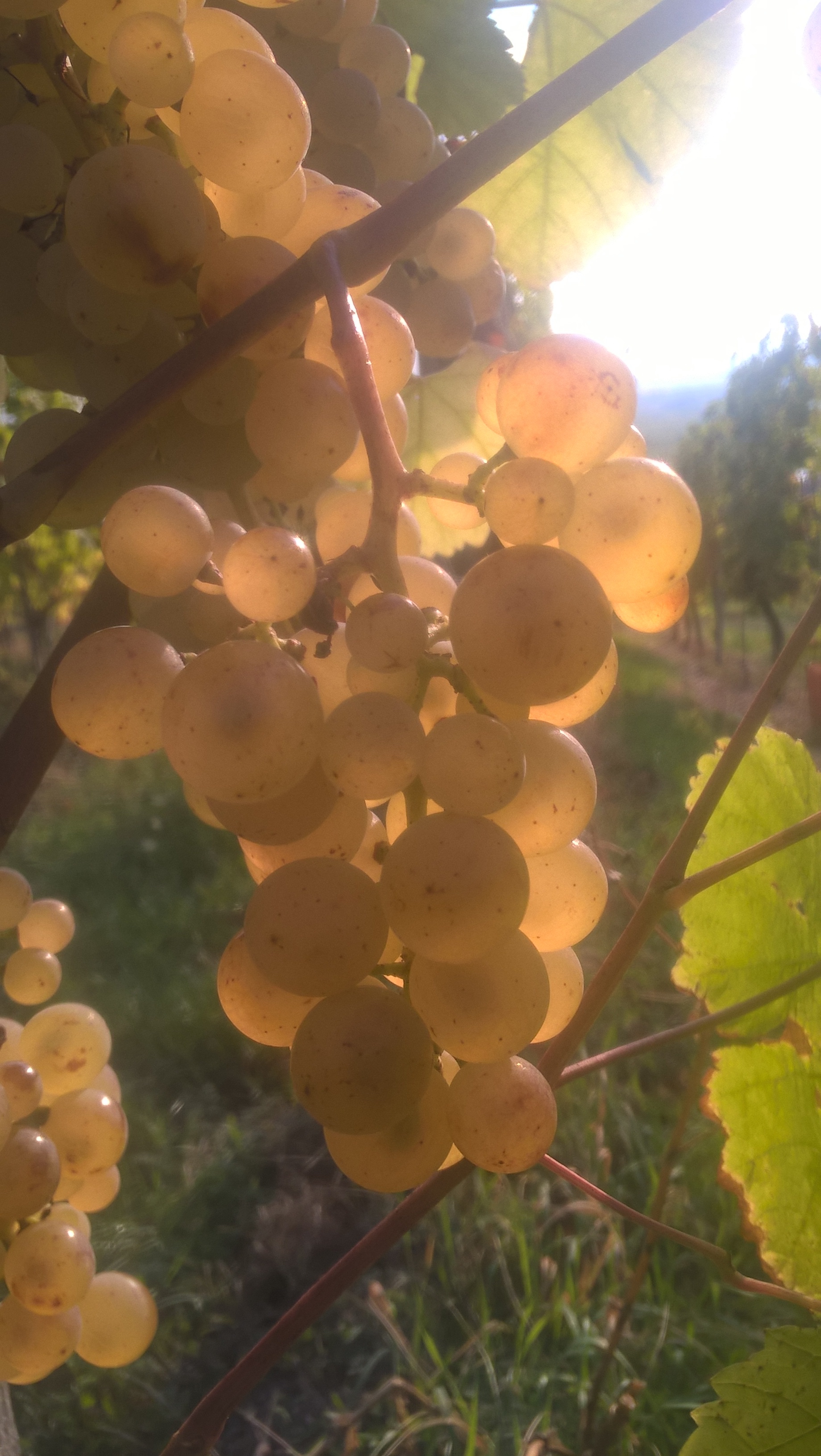 Grappes de Sylvaner