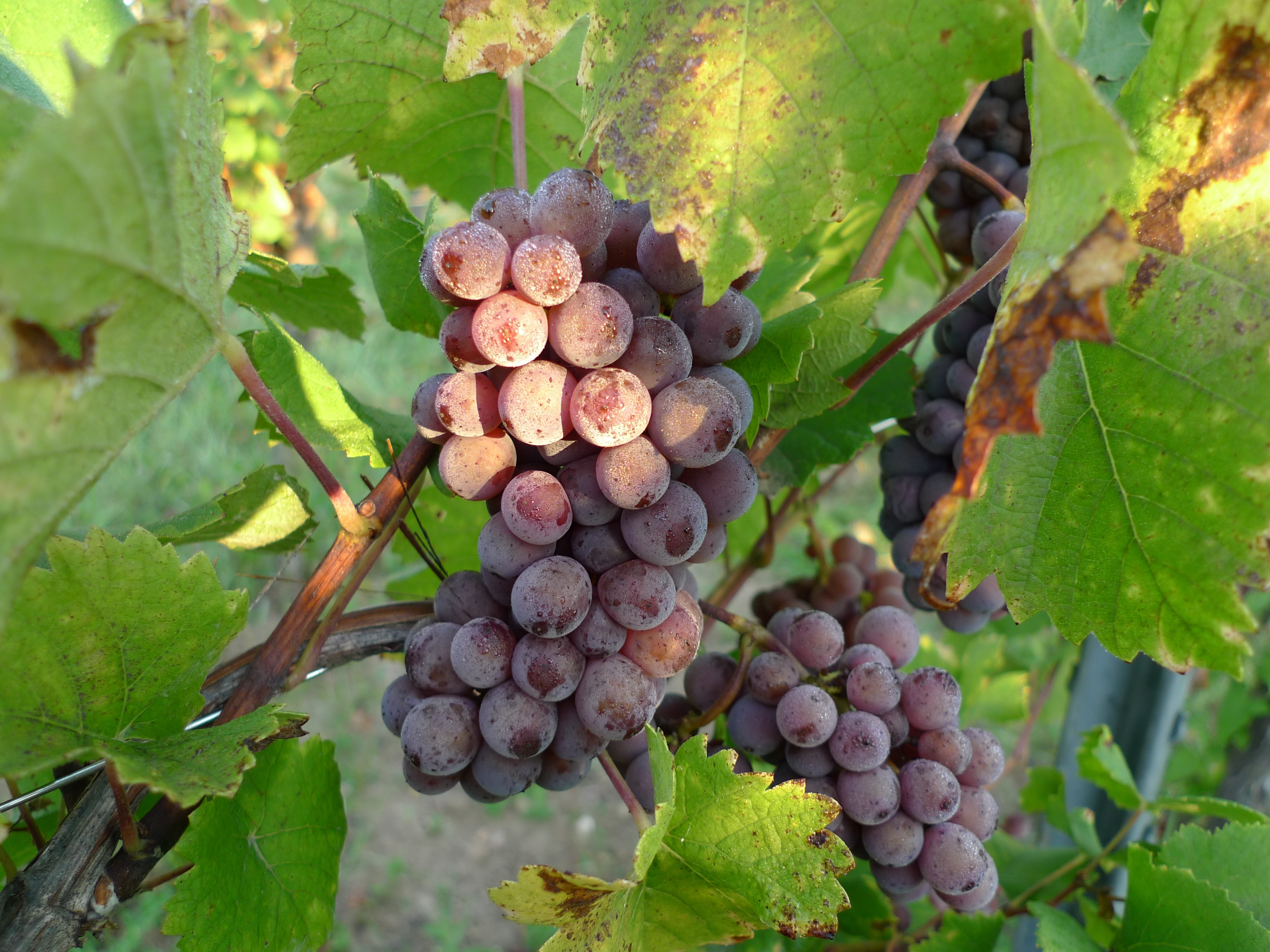 Pinot Gris