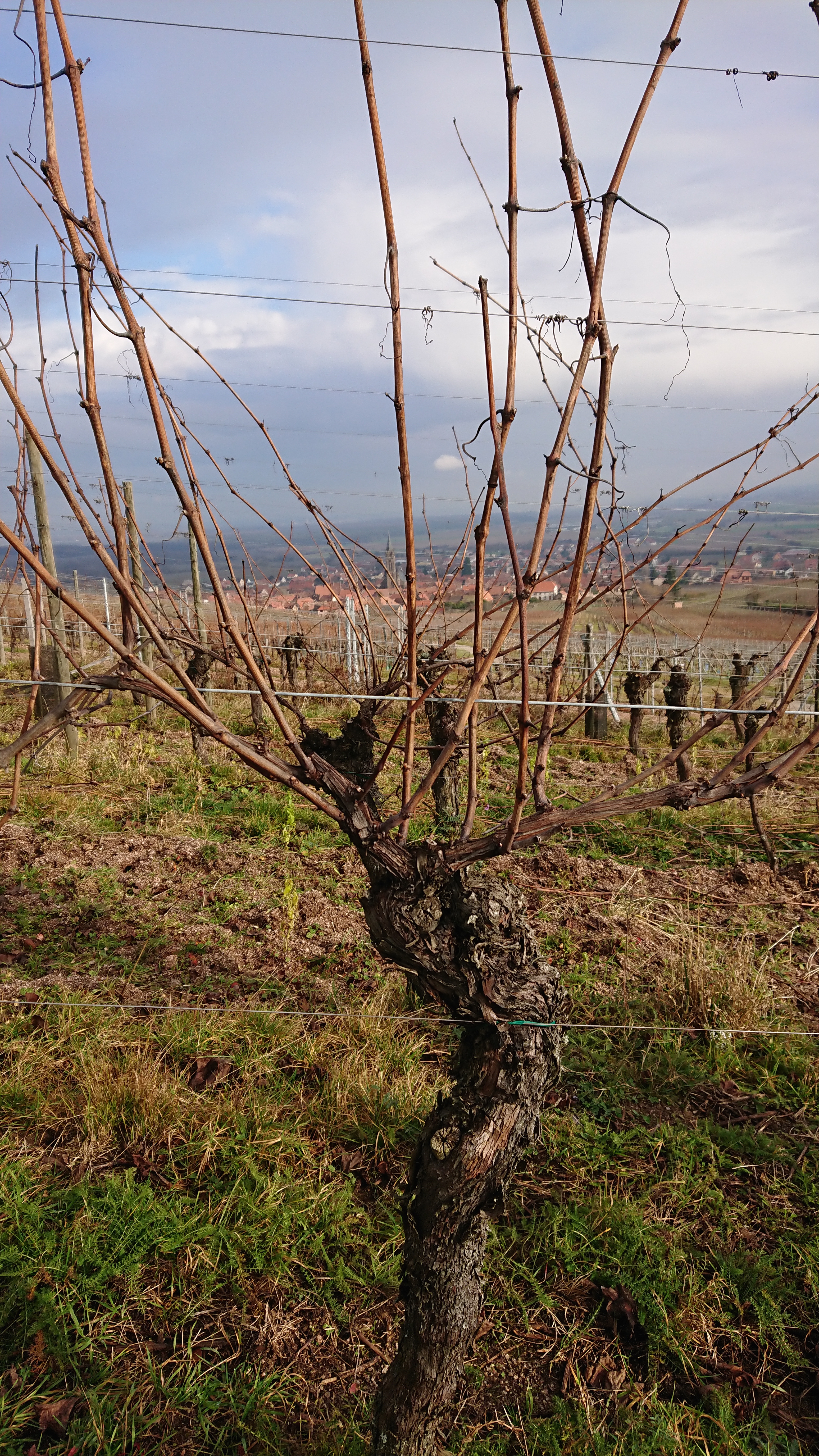 Pied de vigne non taillé