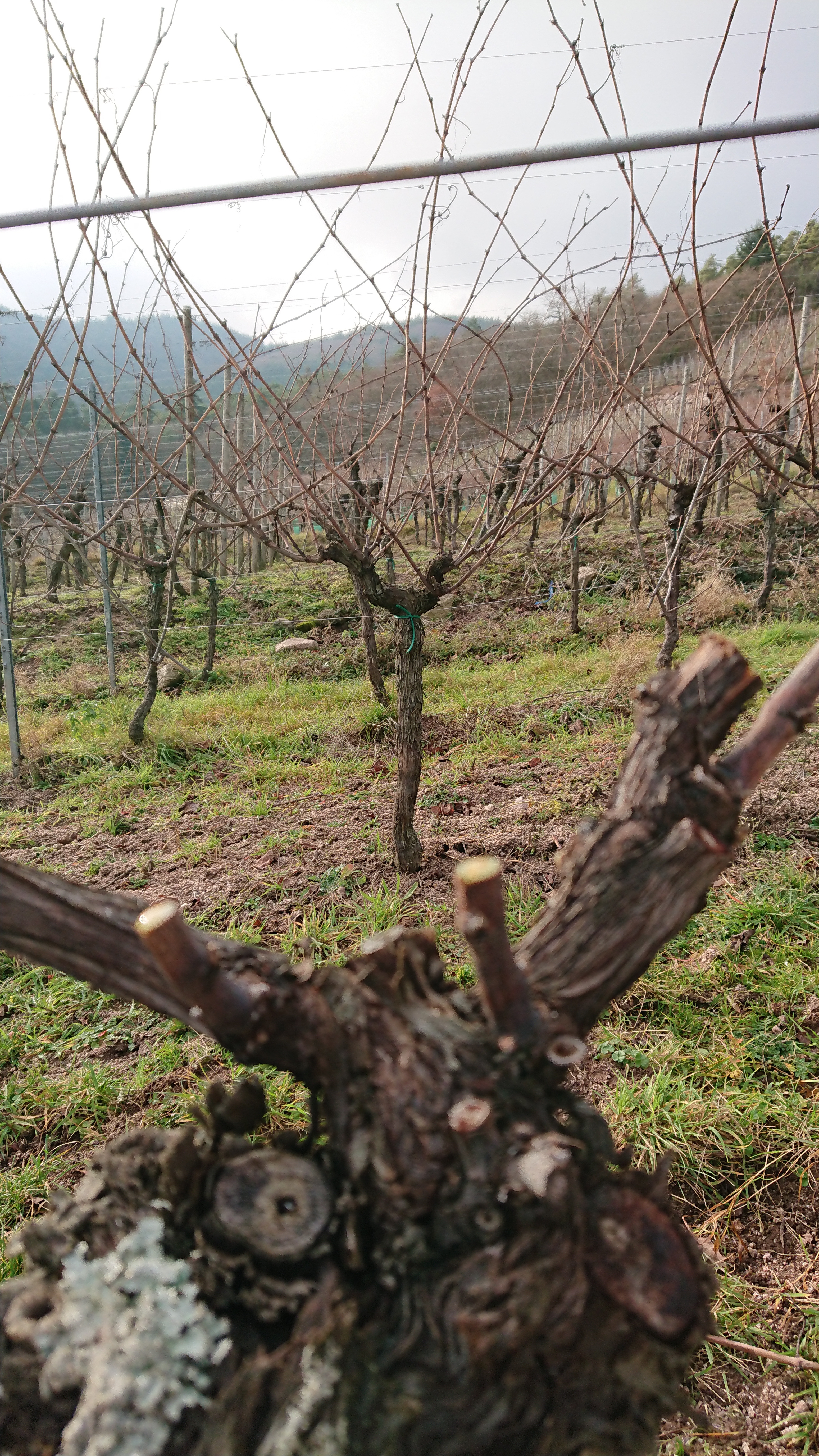 Pied de vigne taillé