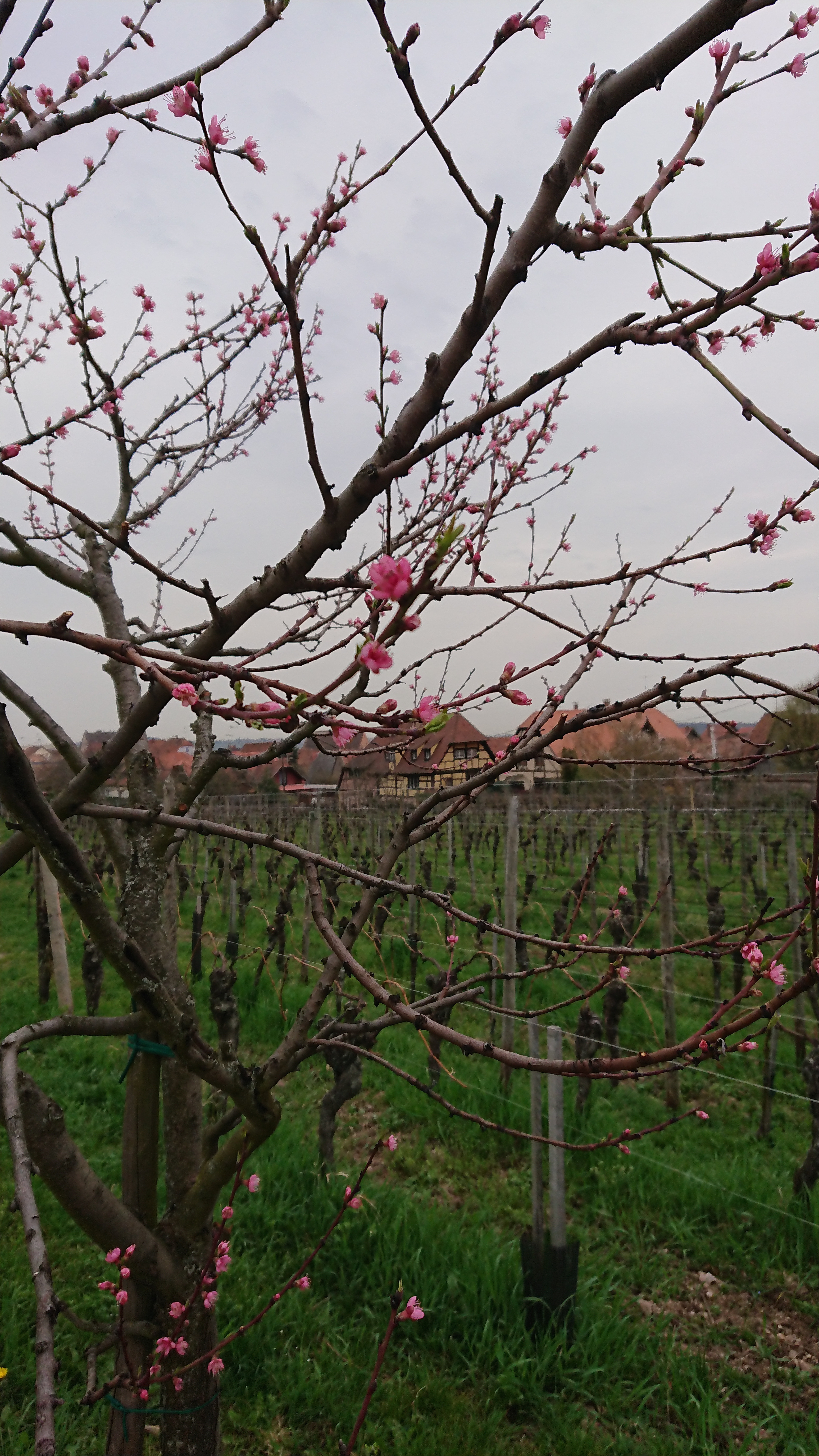 Pêcher des vignes