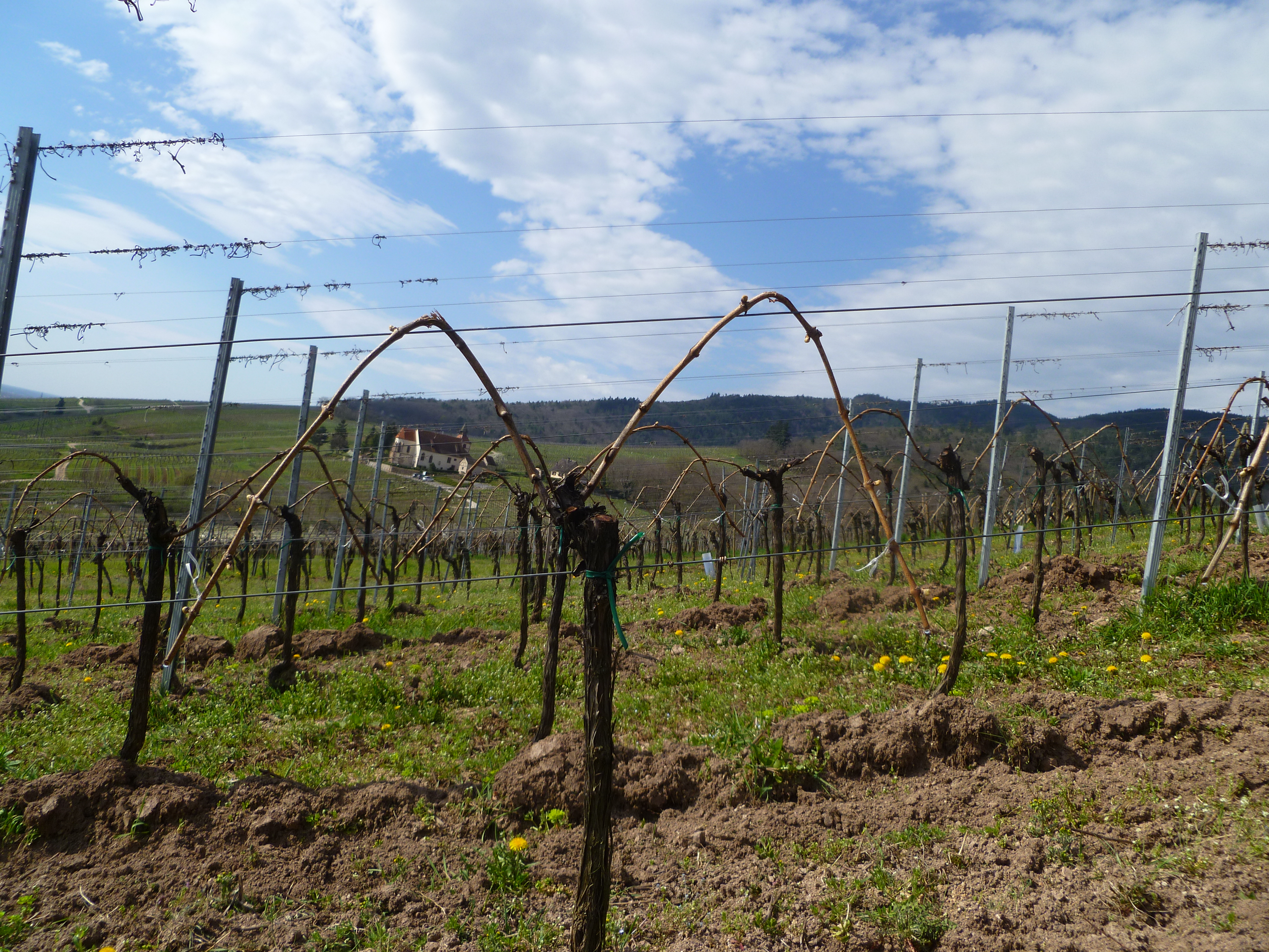 Les vignes sont arquées