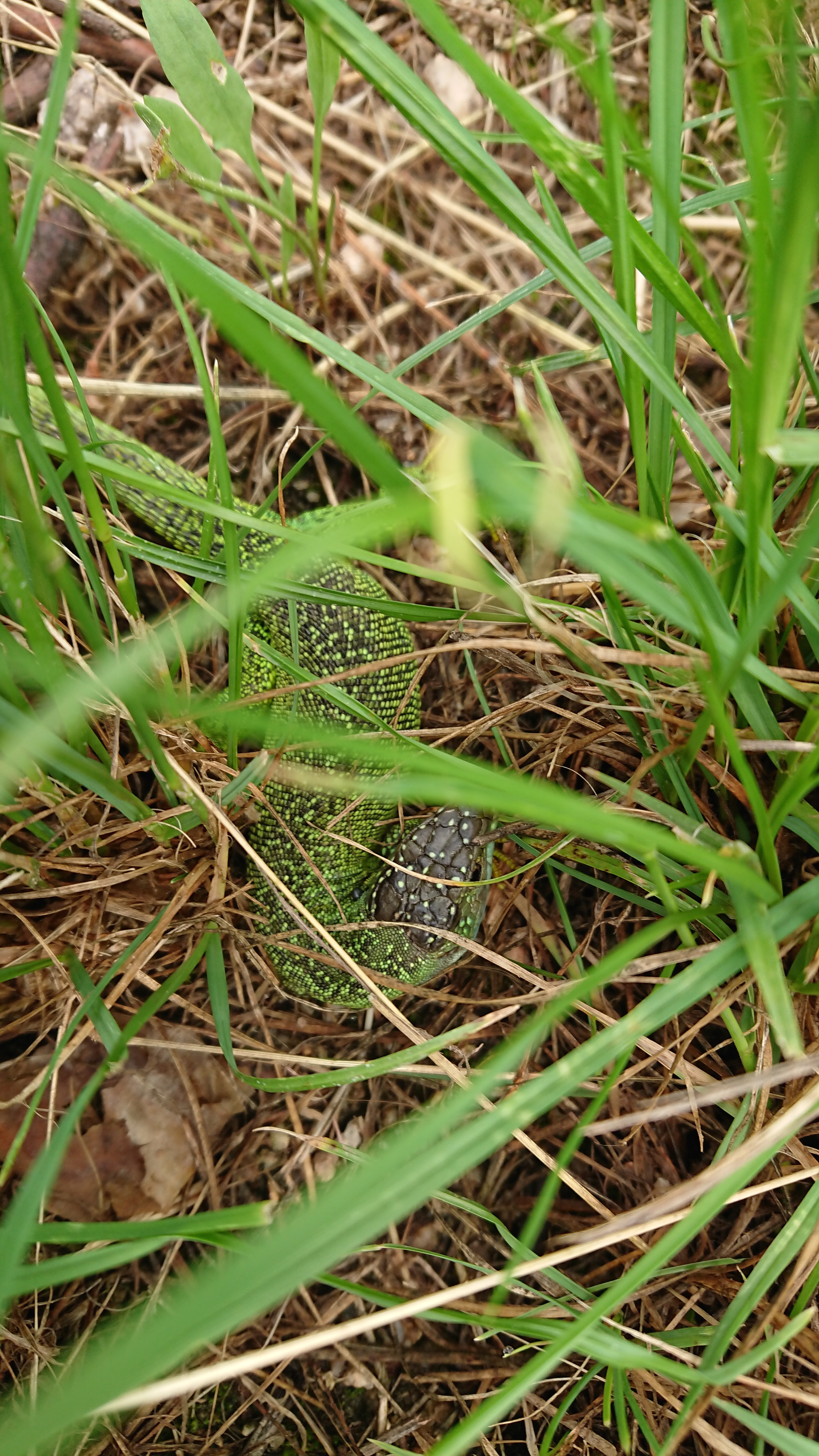 Lézard vert