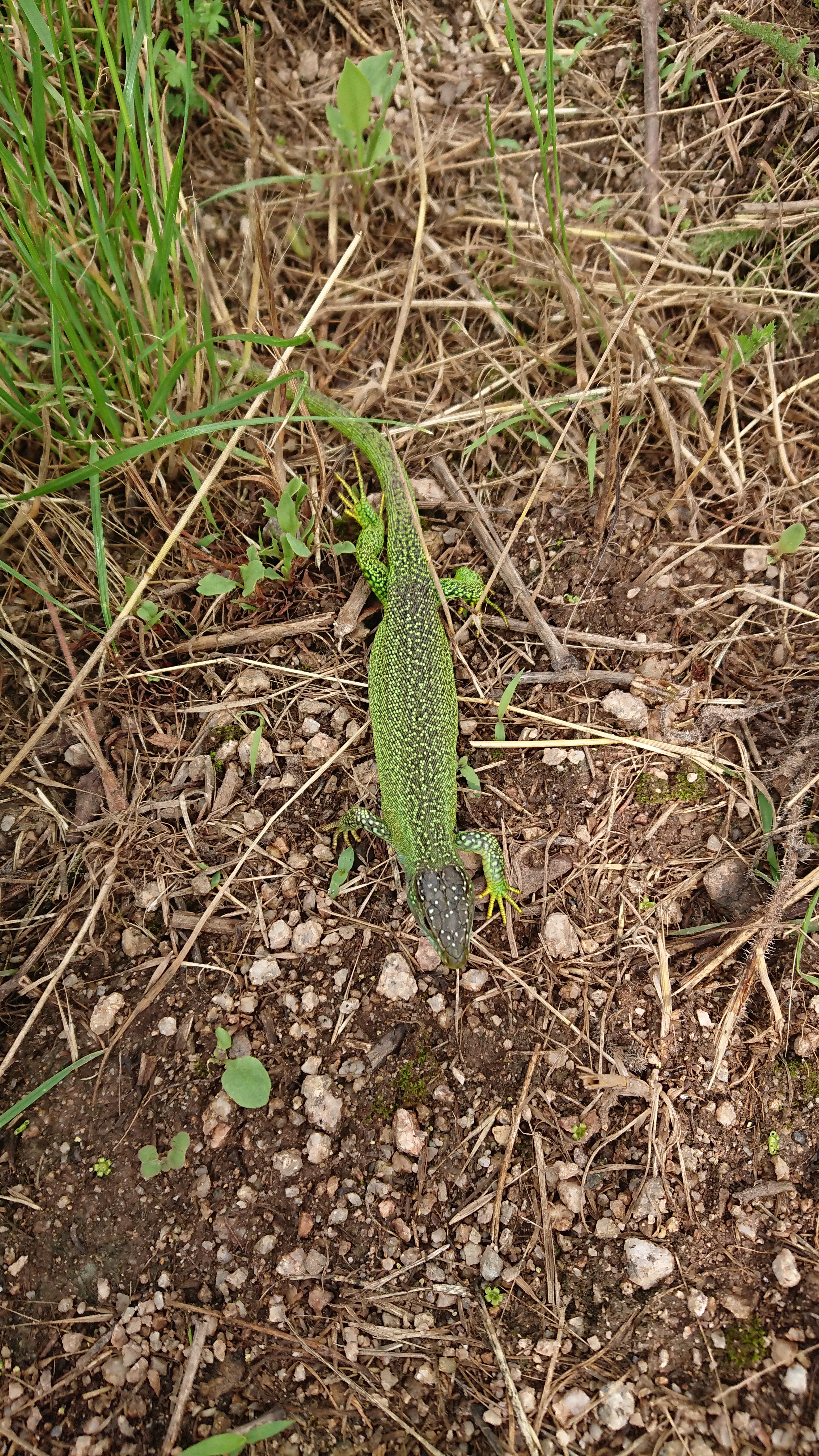 Lézard vert