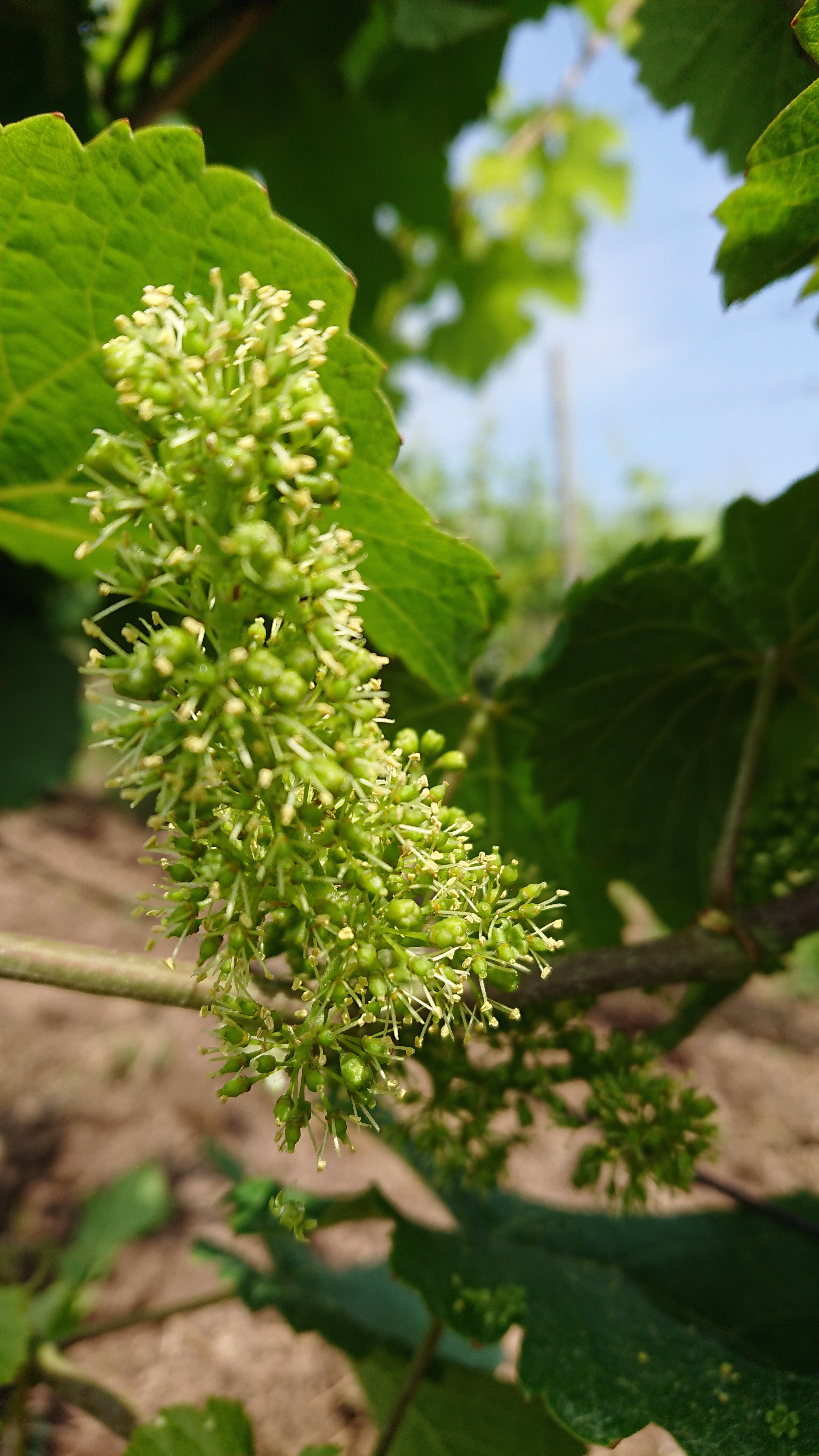 Raisin en fleurs