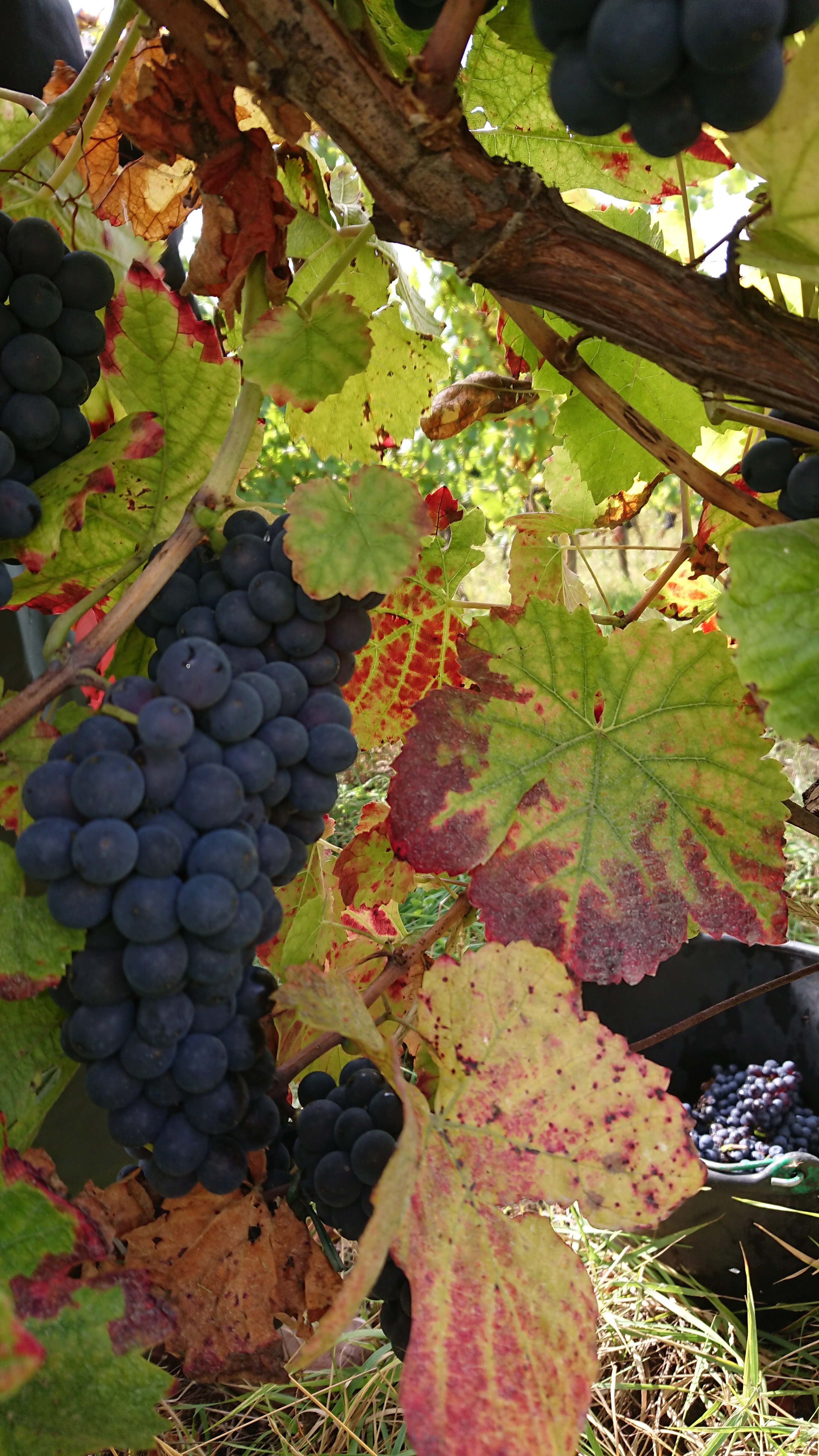 de belles grappes de Pinot Noir