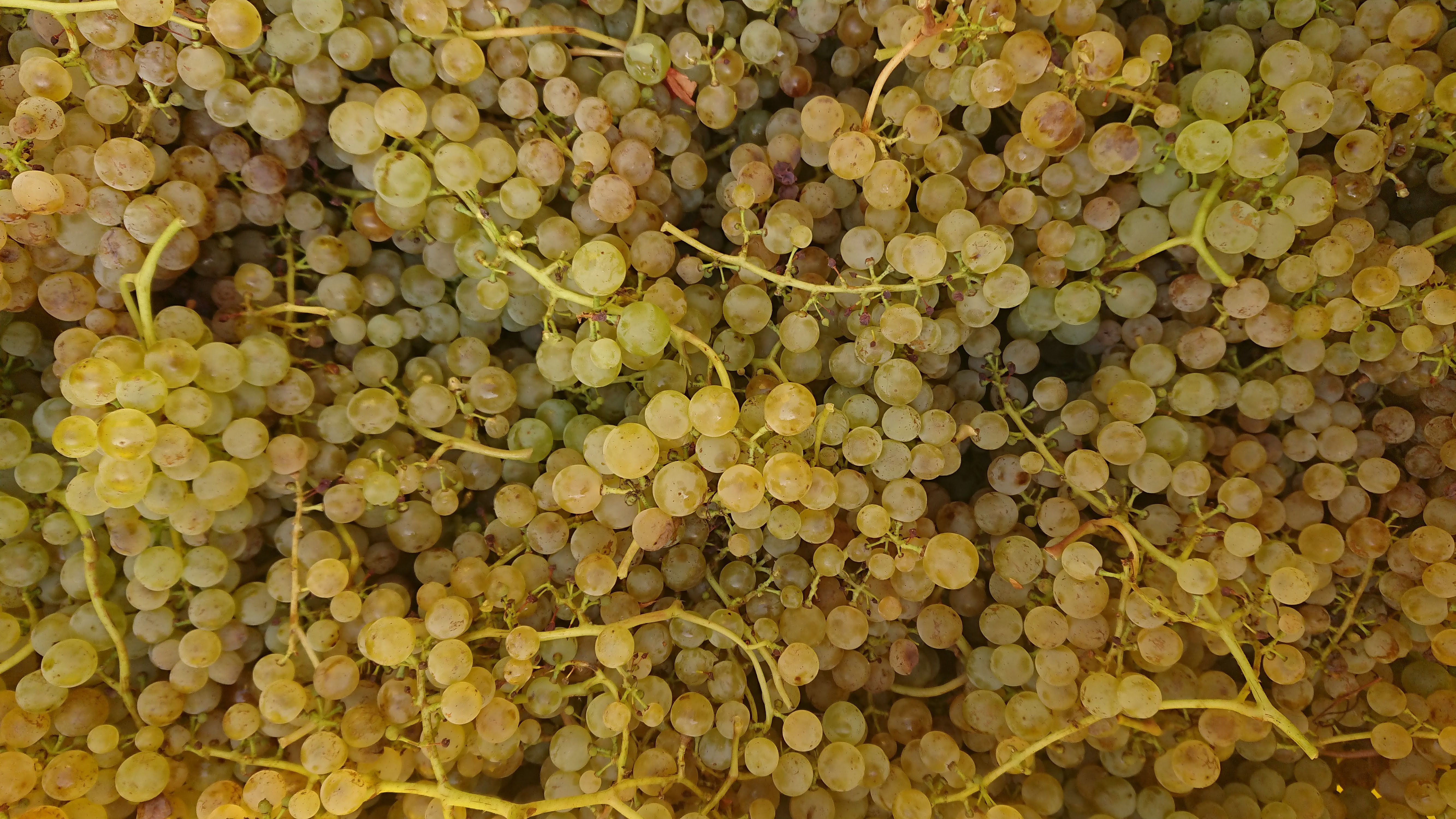 des Riesling dorés à souhait!